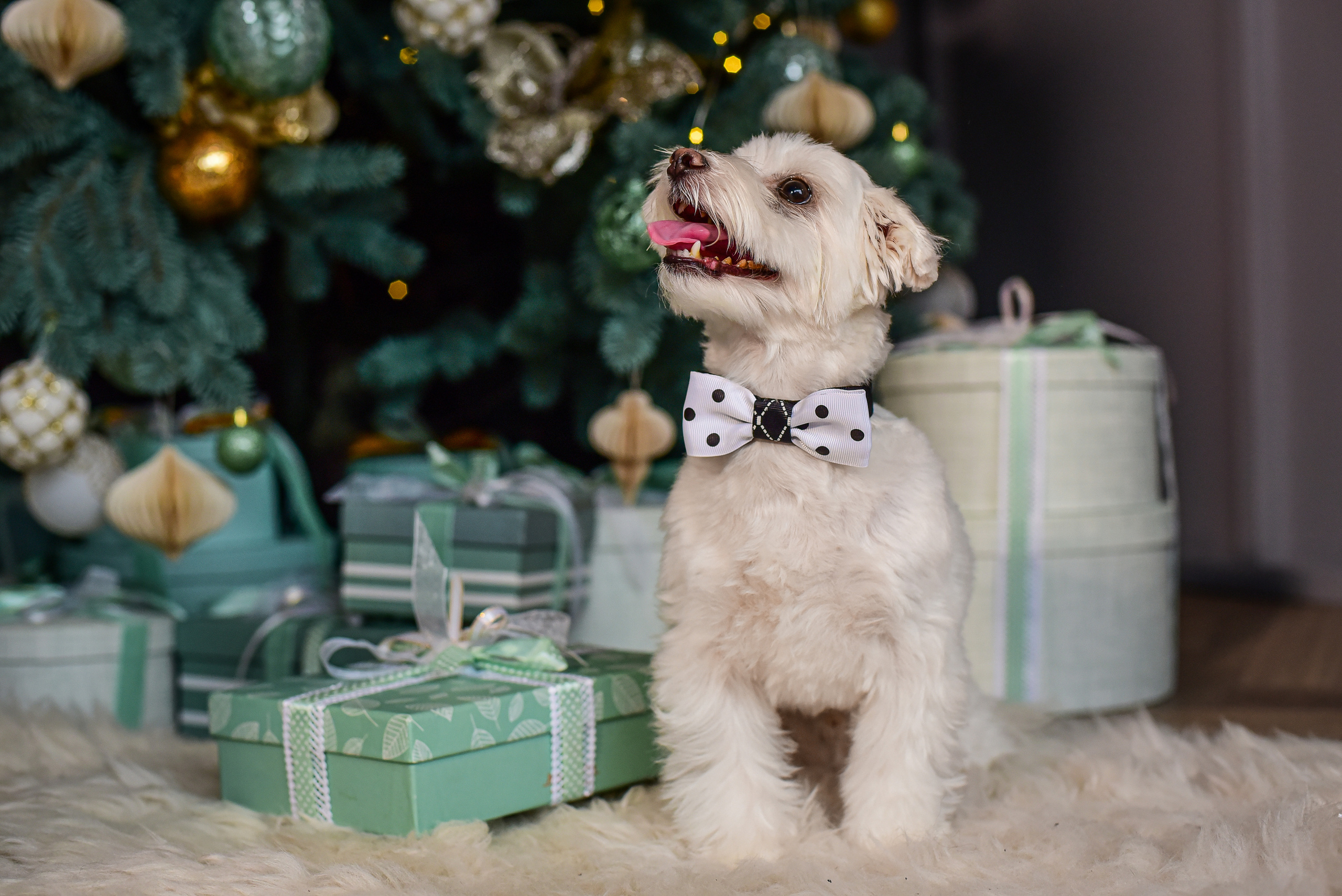 Животные. Семейный и свадебный фотограф в Донецке Донская Анастасия