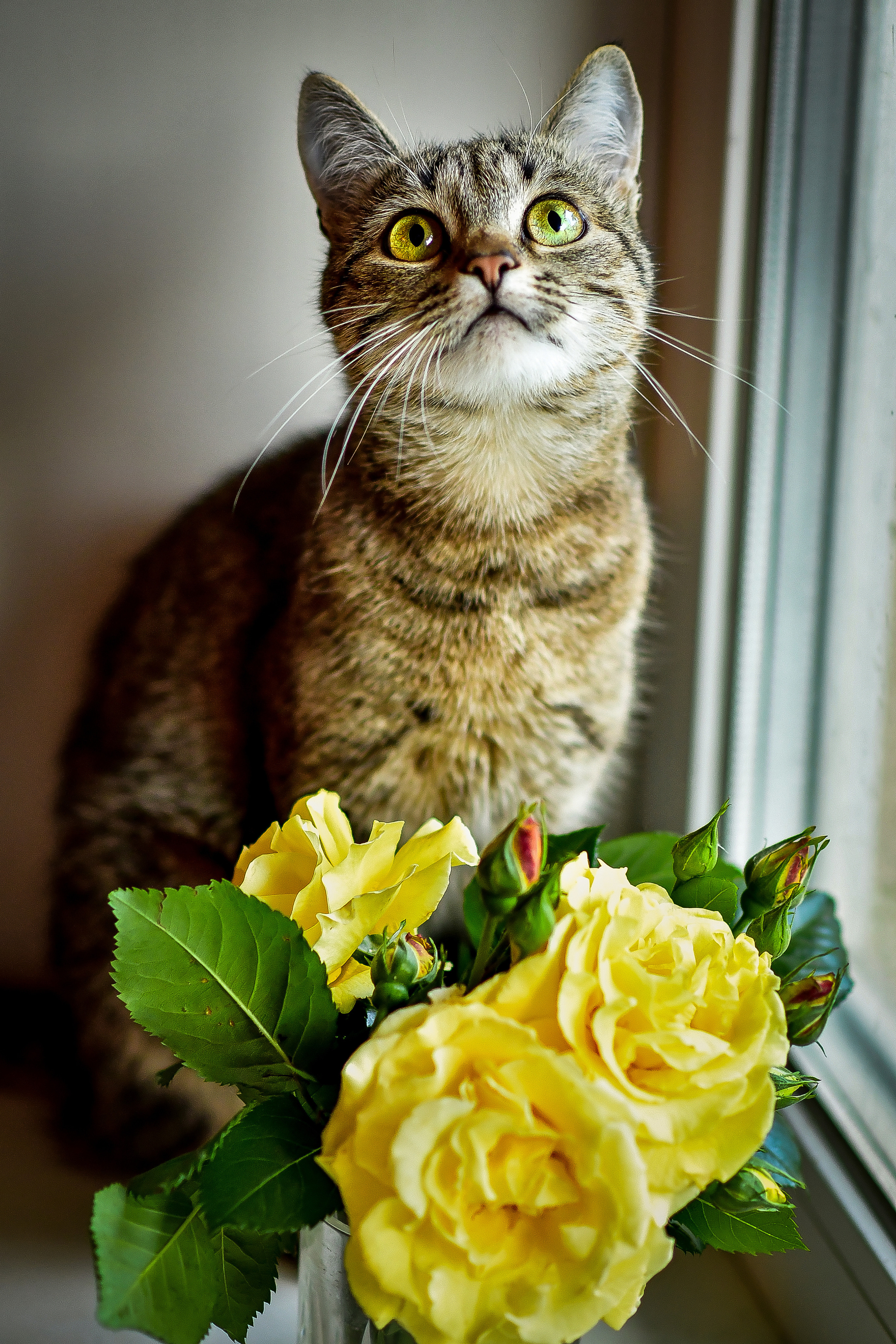 Животные. Семейный и свадебный фотограф в Донецке Донская Анастасия