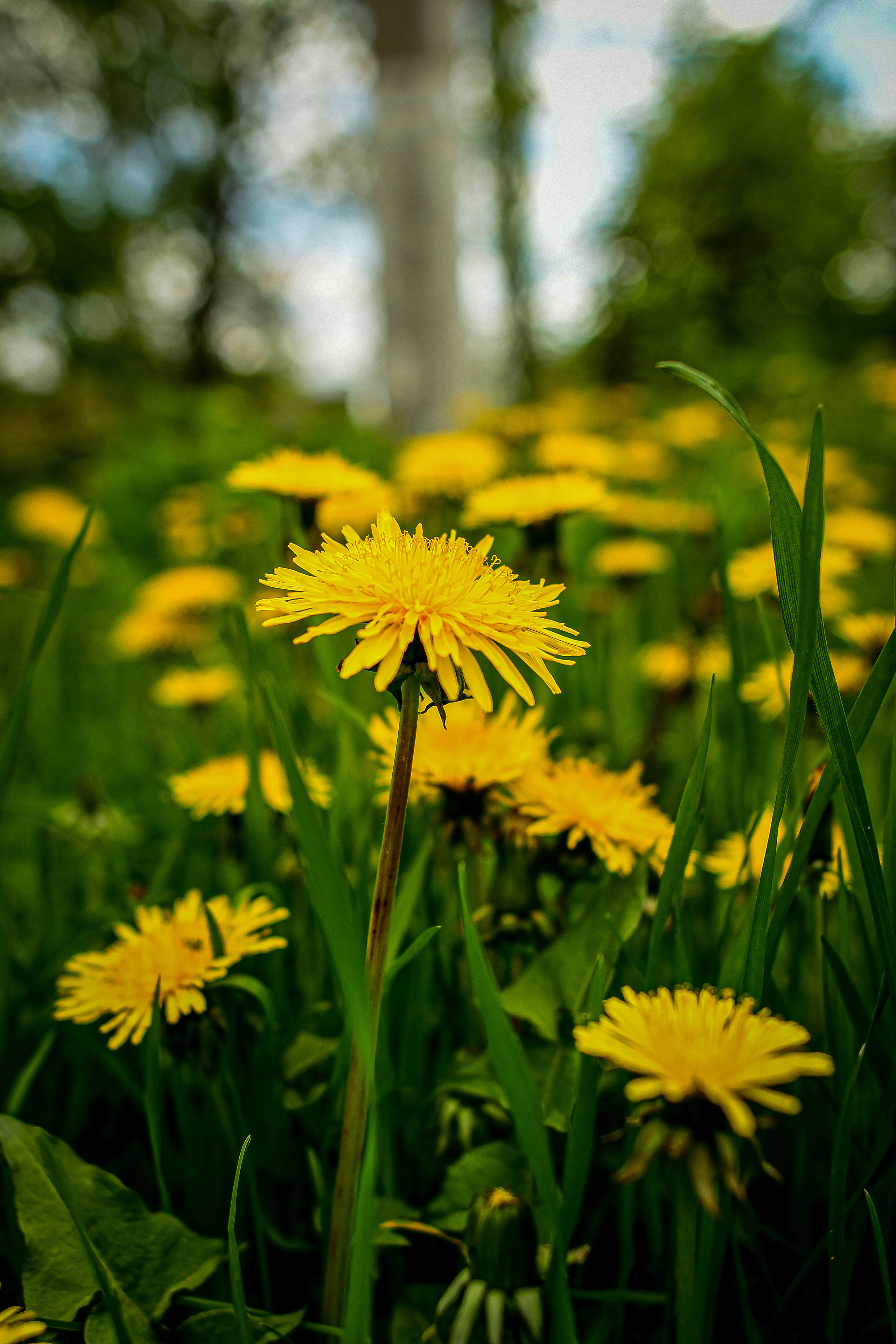 Природа. Семейный и свадебный фотограф в Донецке Донская Анастасия