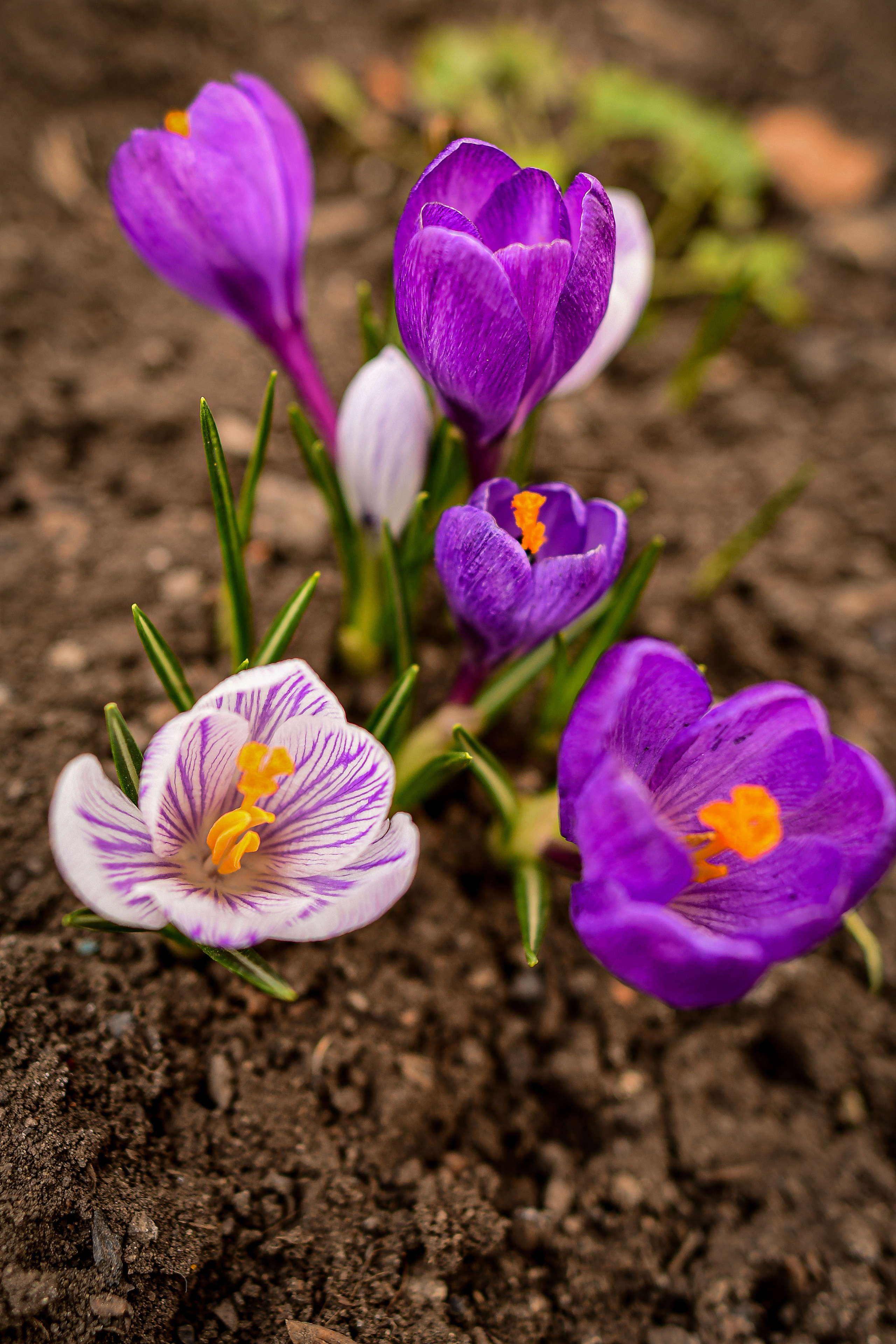 Природа. Семейный и свадебный фотограф в Донецке Донская Анастасия