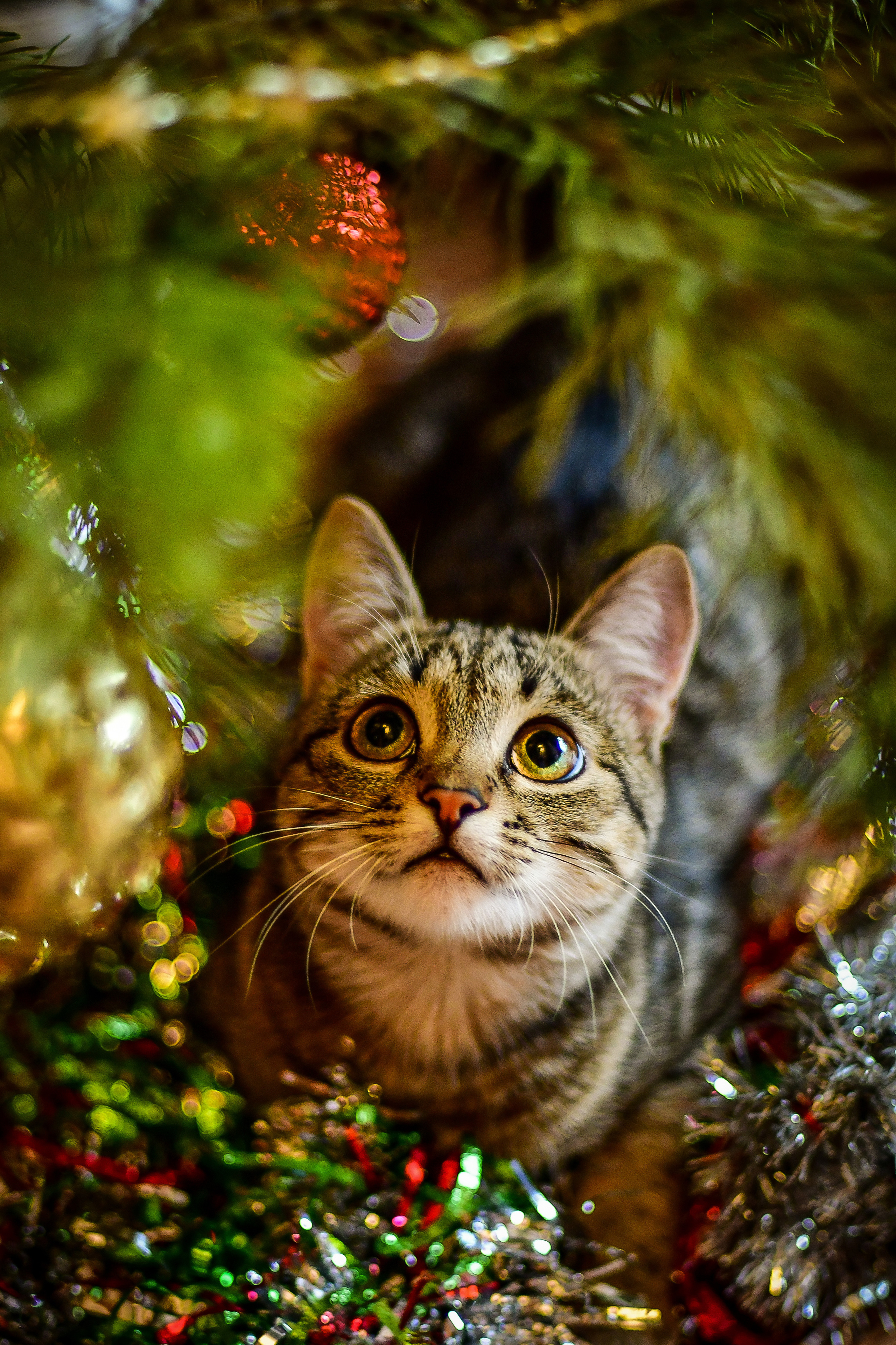 Животные. Семейный и свадебный фотограф в Донецке Донская Анастасия