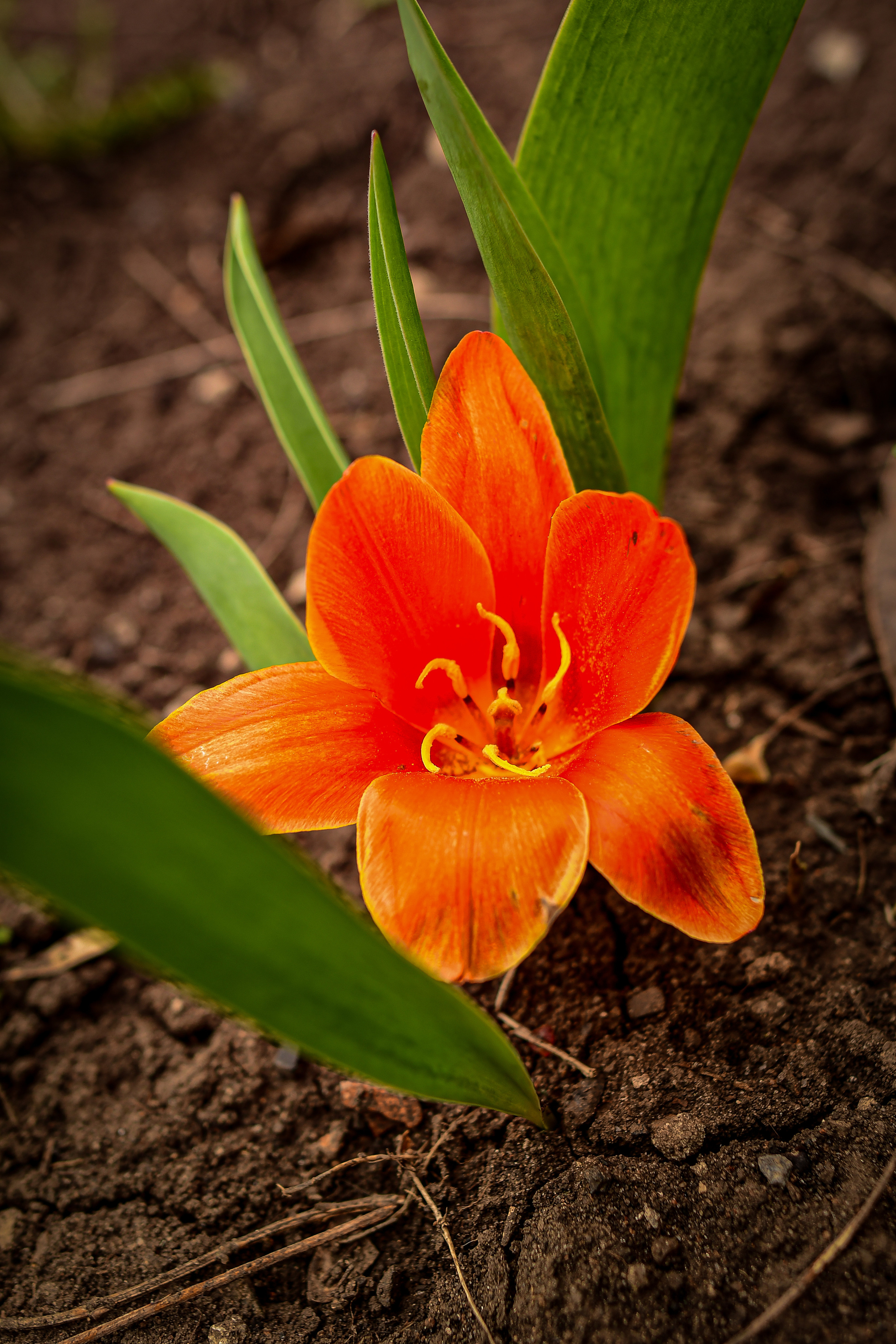 Природа. Семейный и свадебный фотограф в Донецке Донская Анастасия