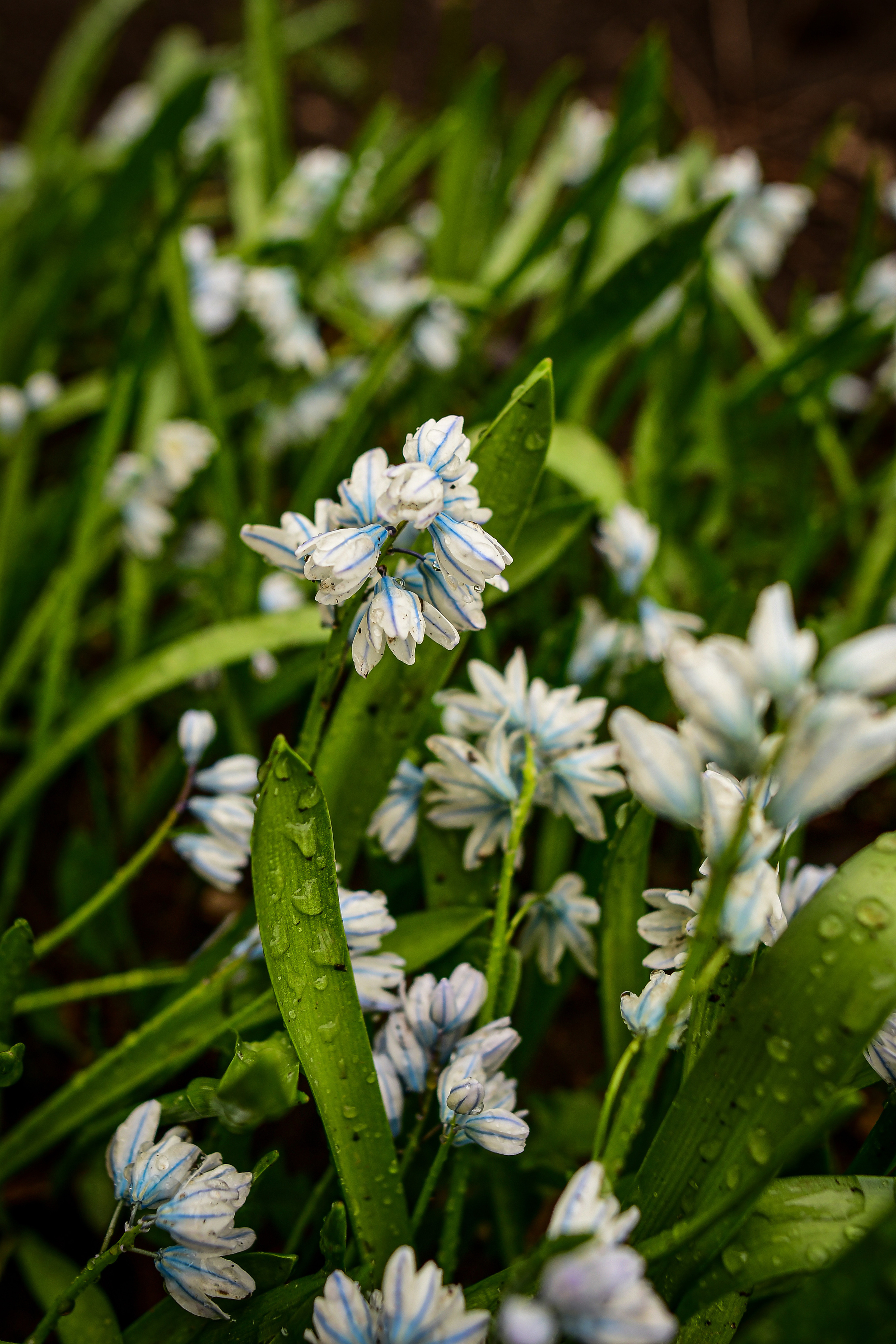 Природа. Семейный и свадебный фотограф в Донецке Донская Анастасия