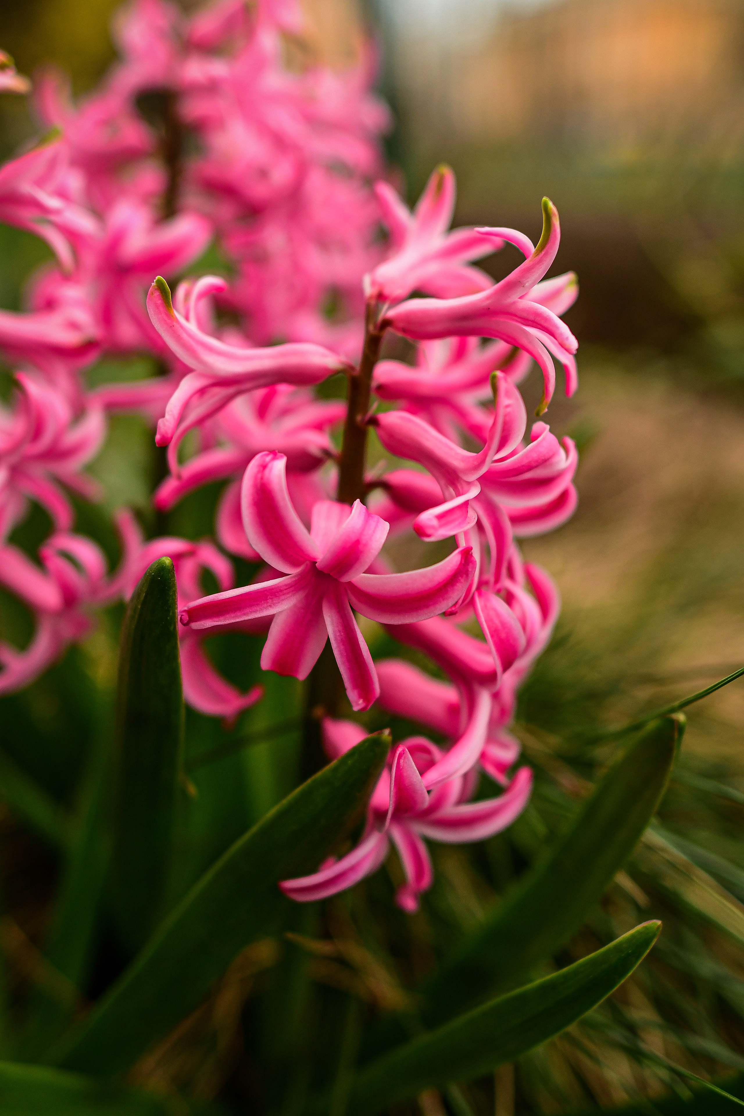 Природа. Семейный и свадебный фотограф в Донецке Донская Анастасия