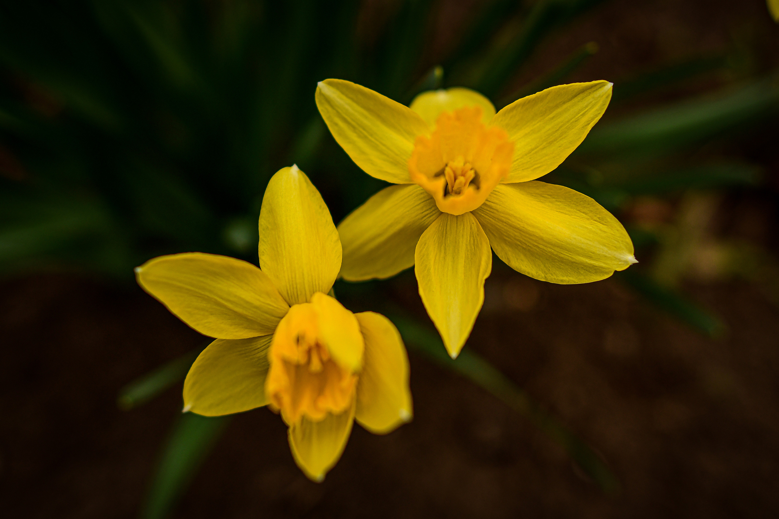 Природа. Семейный и свадебный фотограф в Донецке Донская Анастасия