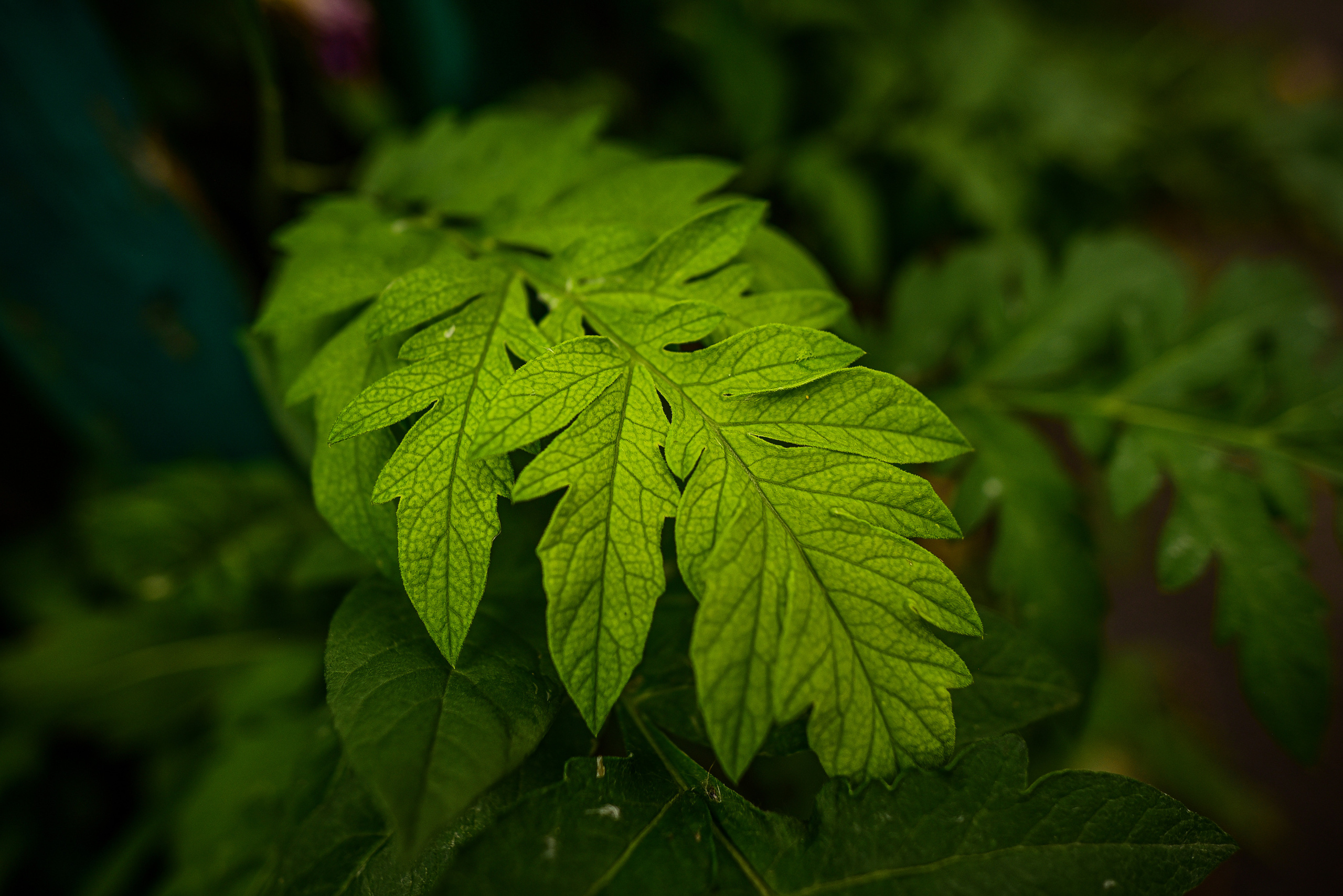 Природа. Семейный и свадебный фотограф в Донецке Донская Анастасия