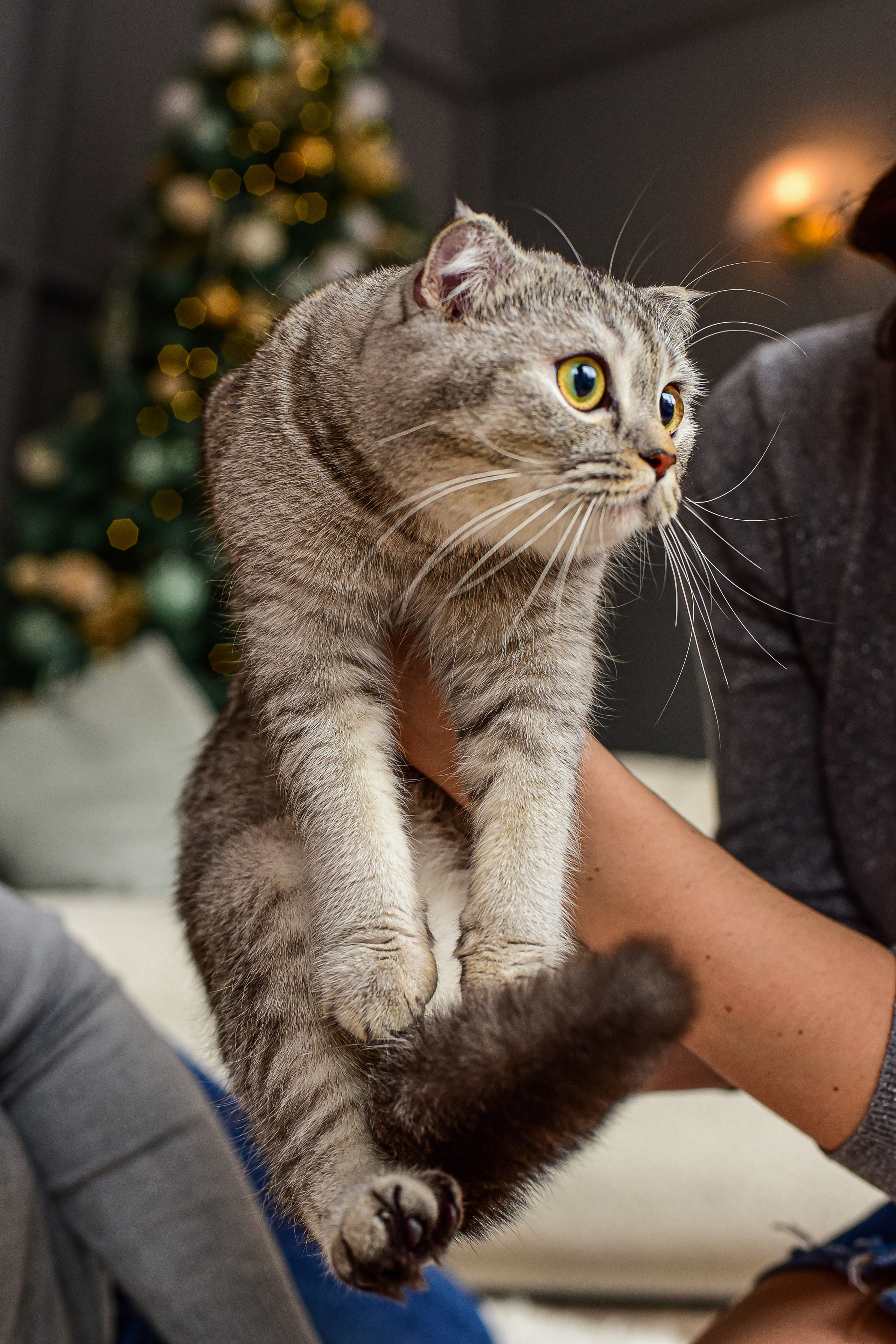 Животные. Семейный и свадебный фотограф в Донецке Донская Анастасия
