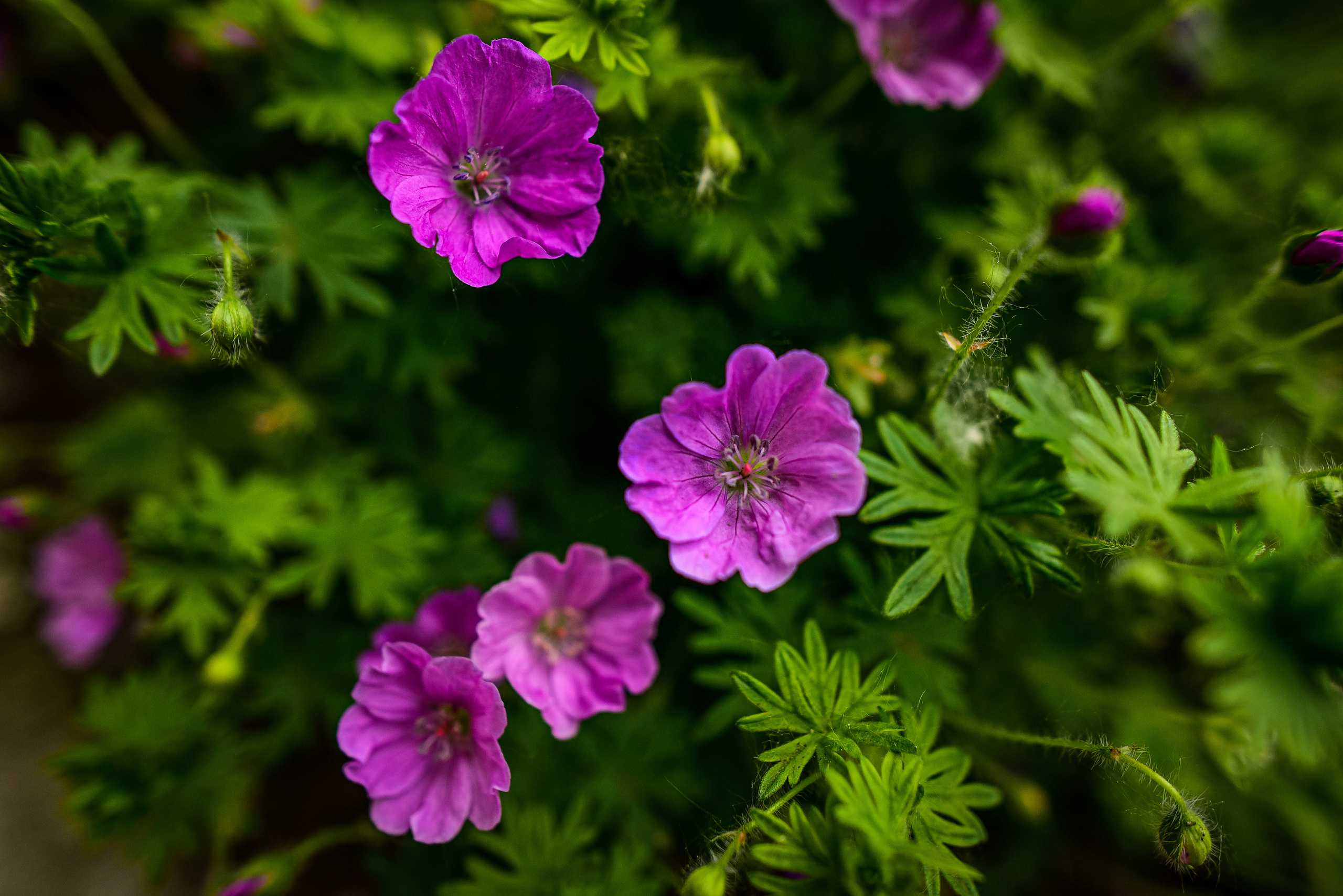 Природа. Семейный и свадебный фотограф в Донецке Донская Анастасия
