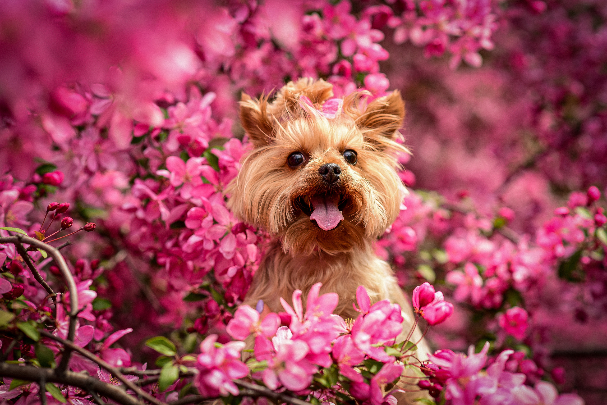 Животные. Семейный и свадебный фотограф в Донецке Донская Анастасия