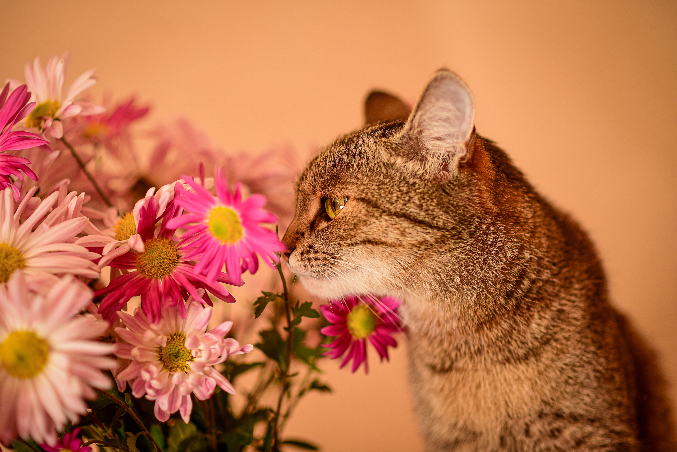 Животные. Семейный и свадебный фотограф в Донецке Донская Анастасия