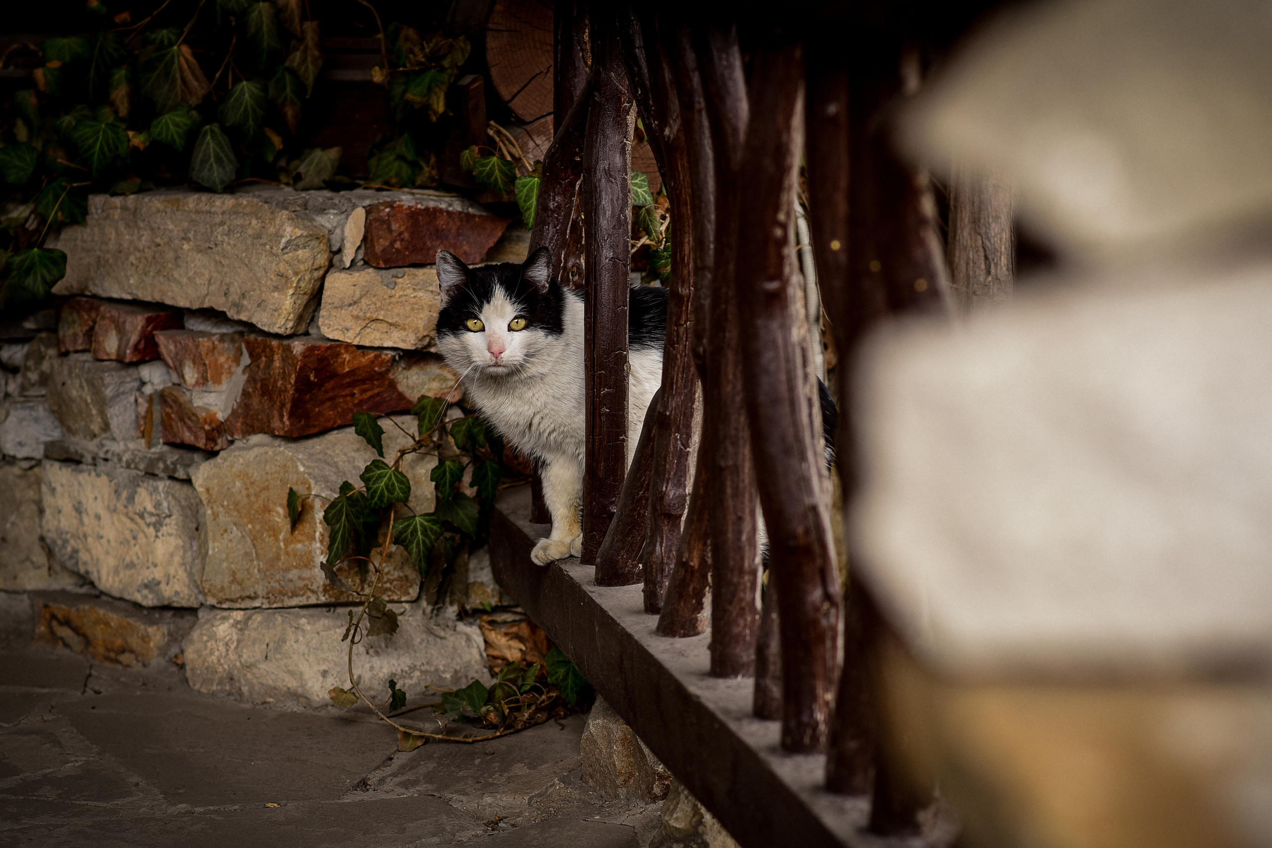 Животные. Семейный и свадебный фотограф в Донецке Донская Анастасия