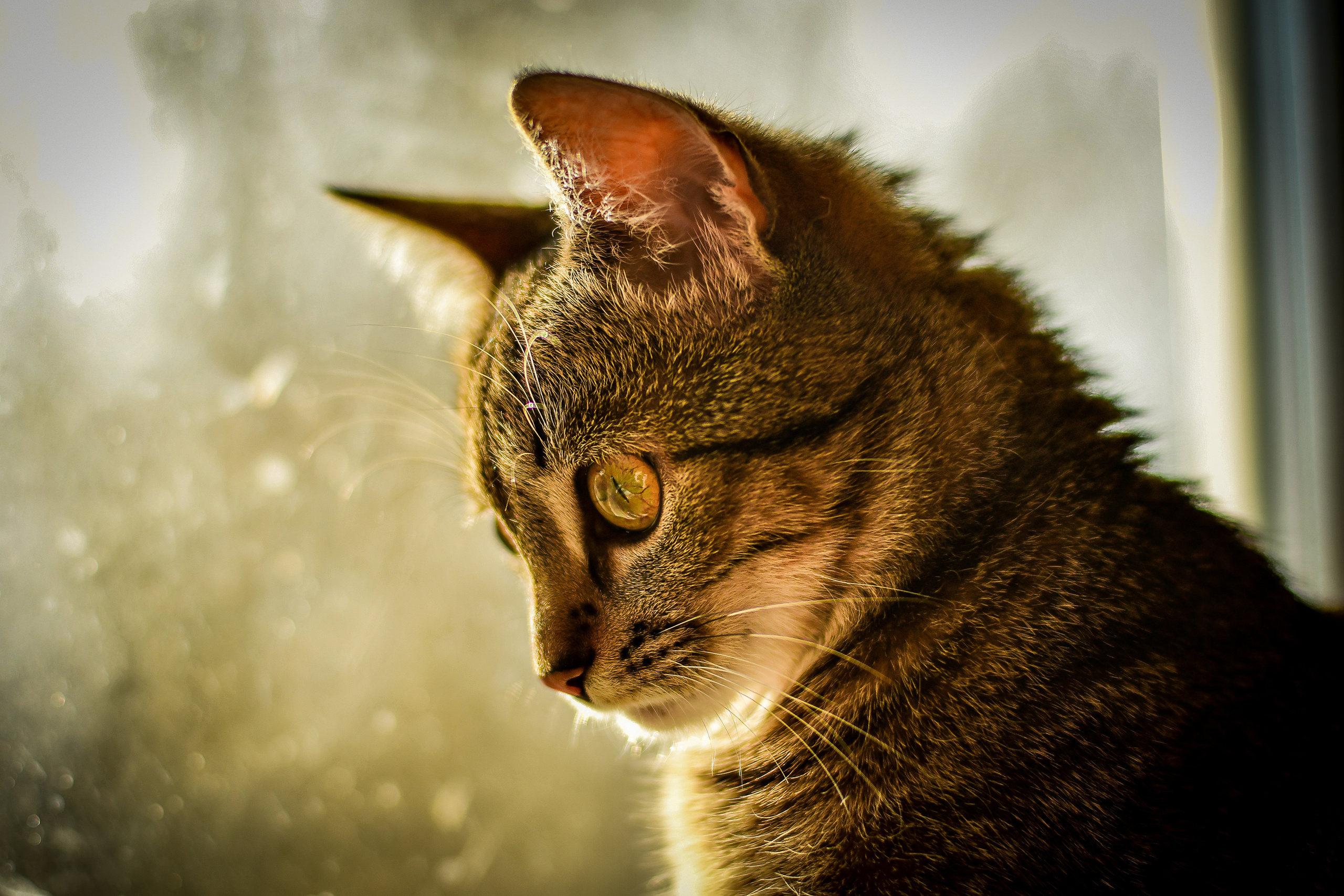 Животные. Семейный и свадебный фотограф в Донецке Донская Анастасия