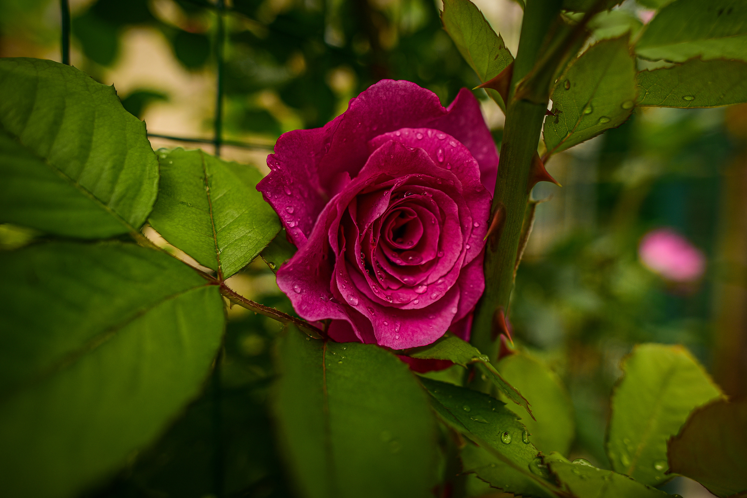 Природа. Семейный и свадебный фотограф в Донецке Донская Анастасия