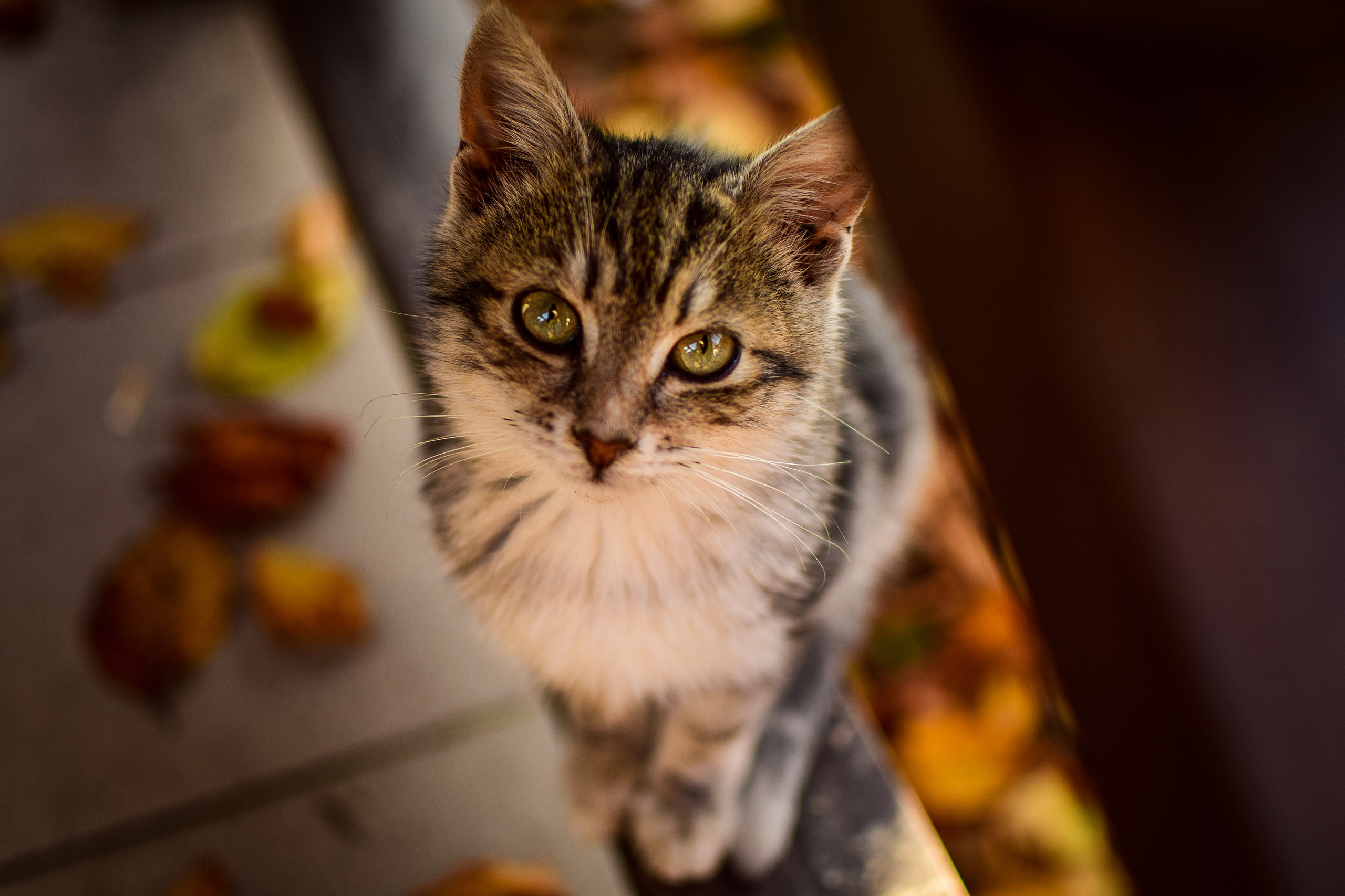 Животные. Семейный и свадебный фотограф в Донецке Донская Анастасия