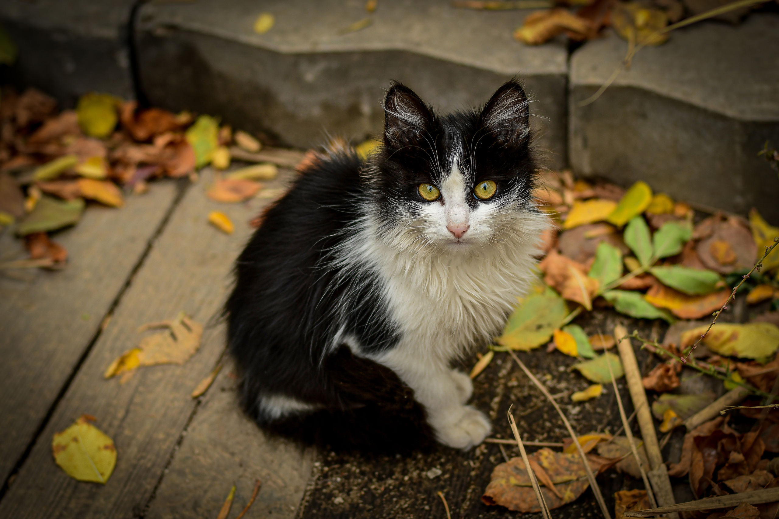 Животные. Семейный и свадебный фотограф в Донецке Донская Анастасия
