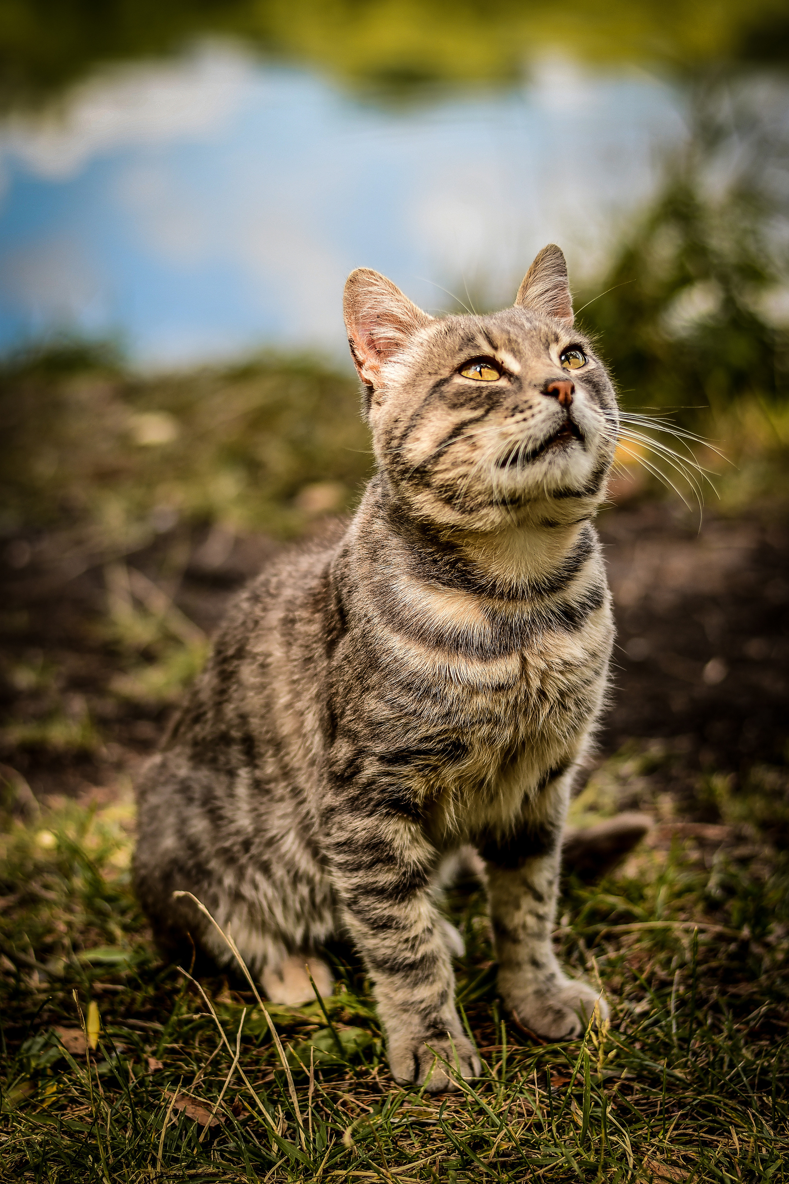 Животные. Семейный и свадебный фотограф в Донецке Донская Анастасия