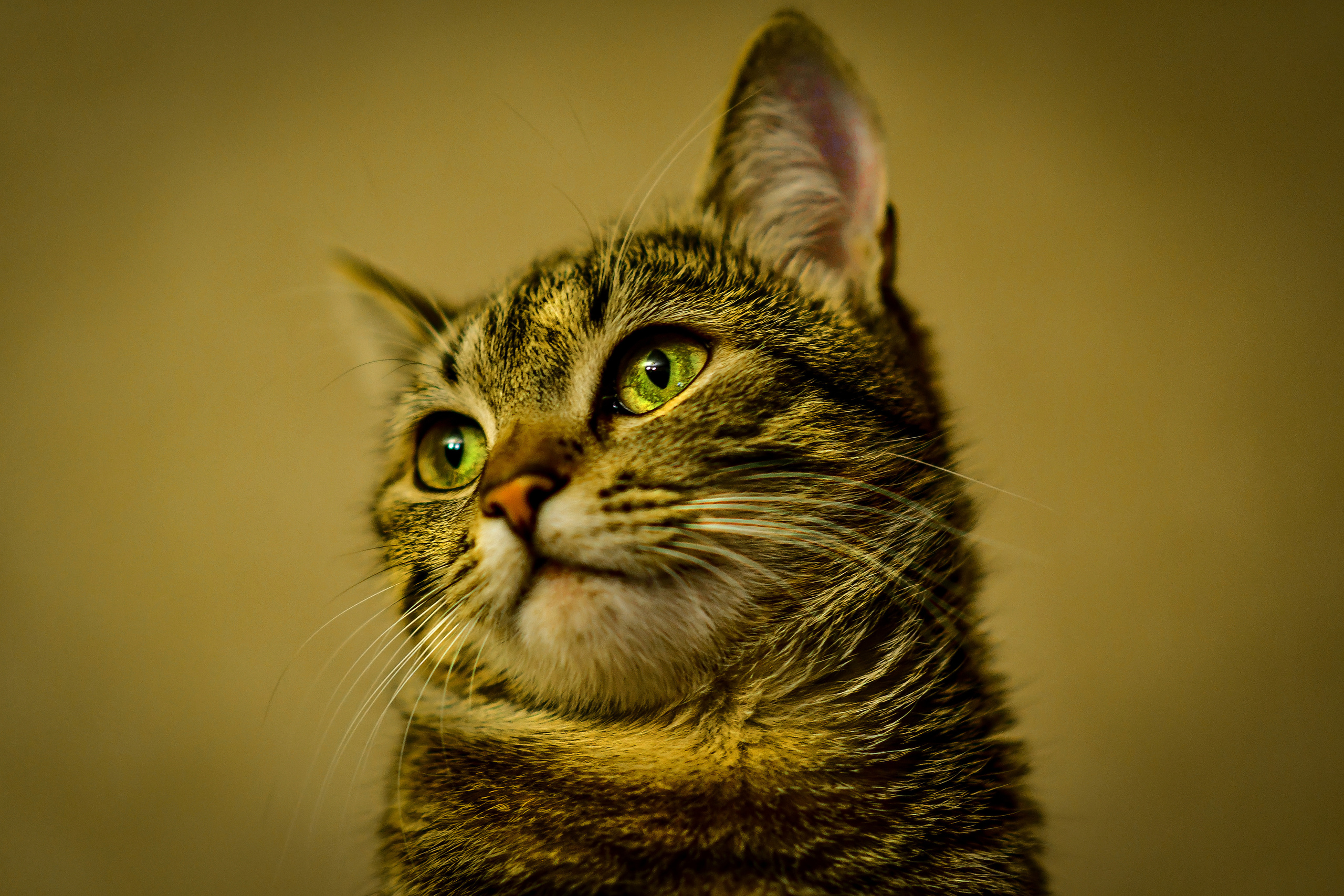 Животные. Семейный и свадебный фотограф в Донецке Донская Анастасия