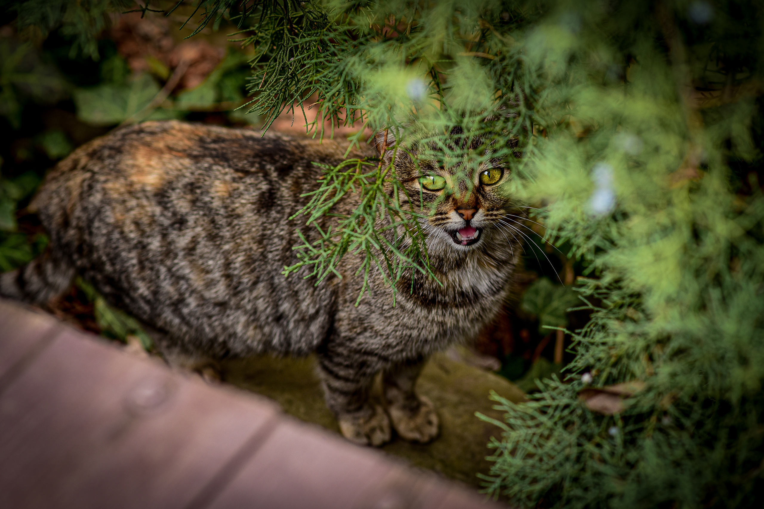 Животные. Семейный и свадебный фотограф в Донецке Донская Анастасия