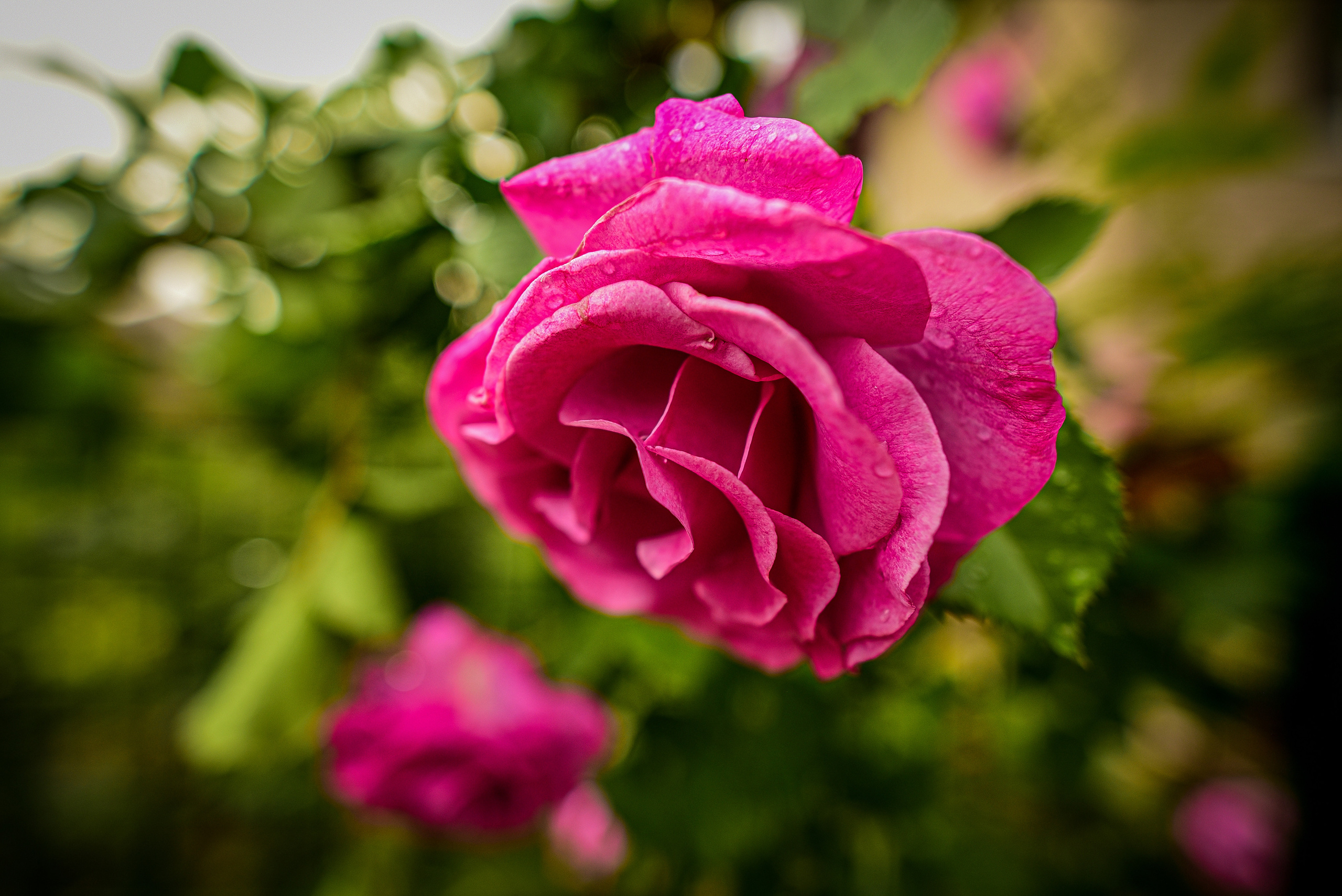 Природа. Семейный и свадебный фотограф в Донецке Донская Анастасия