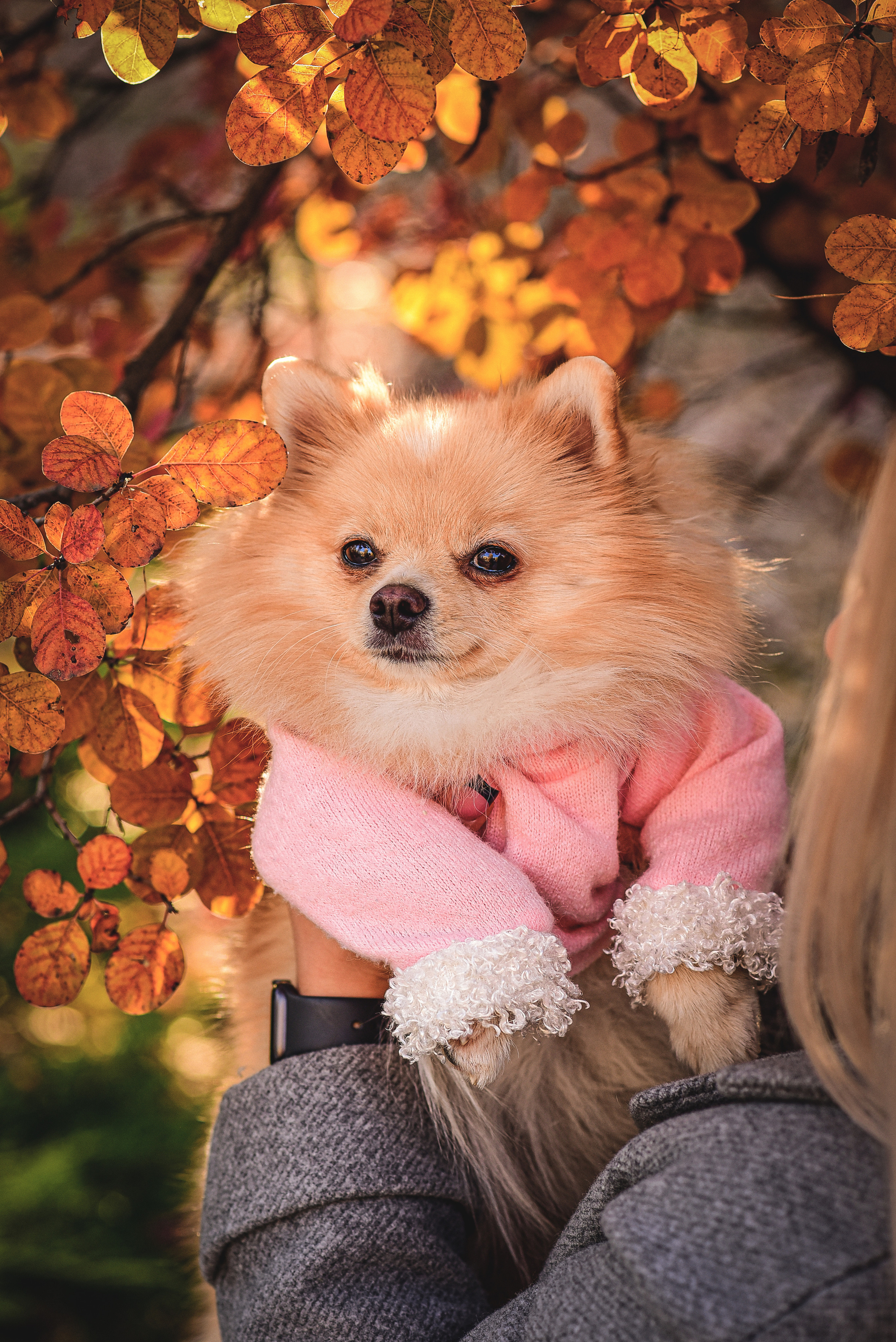 Животные. Семейный и свадебный фотограф в Донецке Донская Анастасия