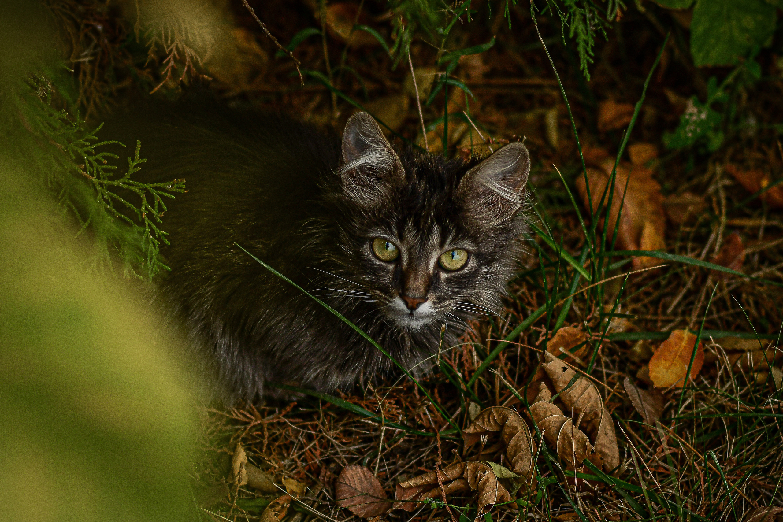 Животные. Семейный и свадебный фотограф в Донецке Донская Анастасия