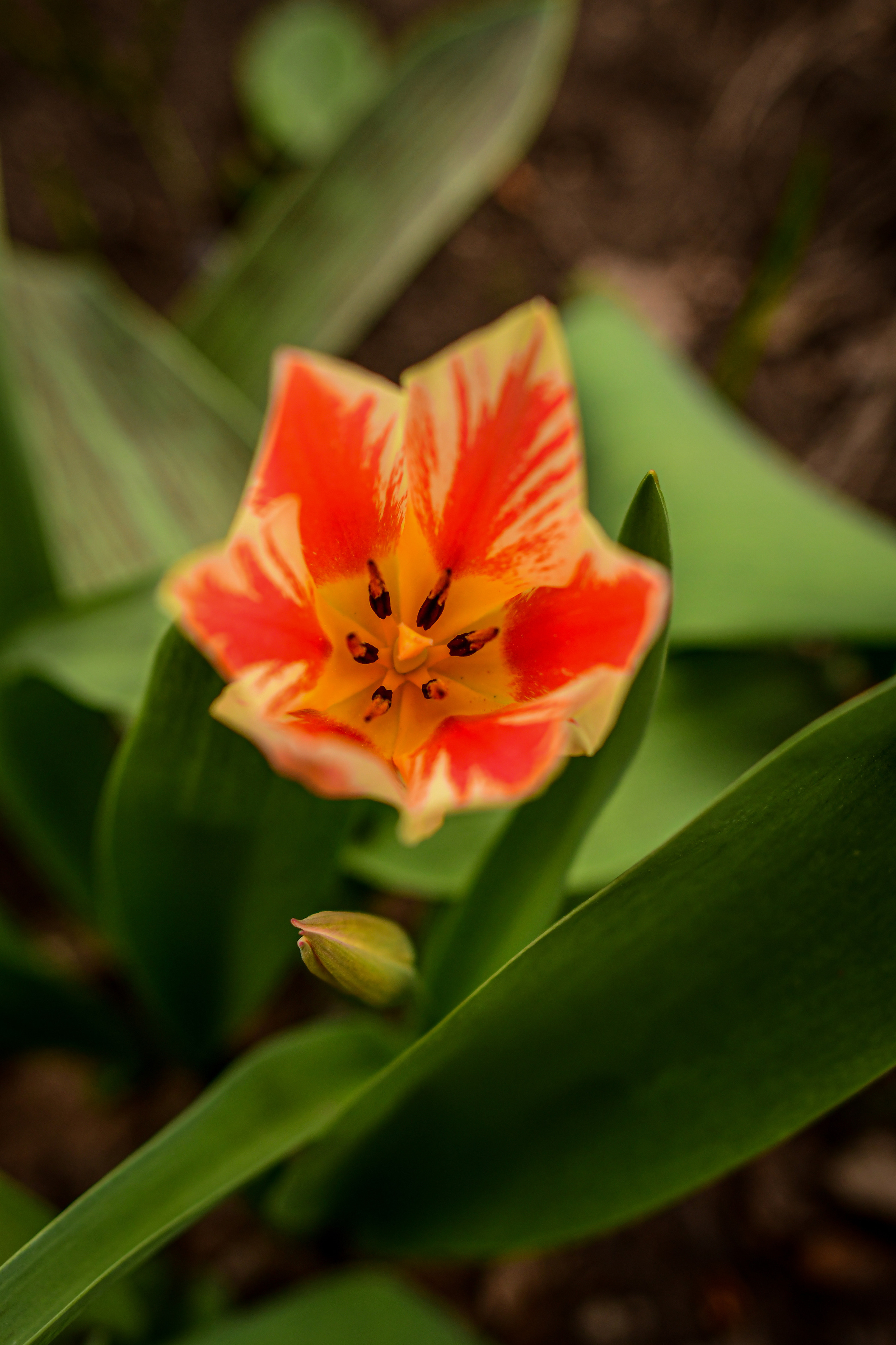 Природа. Семейный и свадебный фотограф в Донецке Донская Анастасия