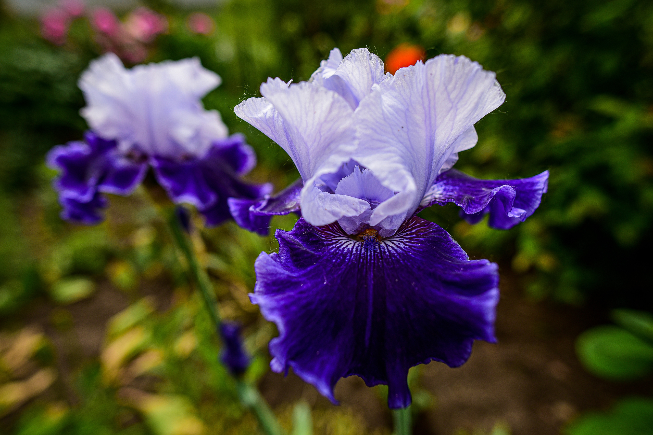 Природа. Семейный и свадебный фотограф в Донецке Донская Анастасия