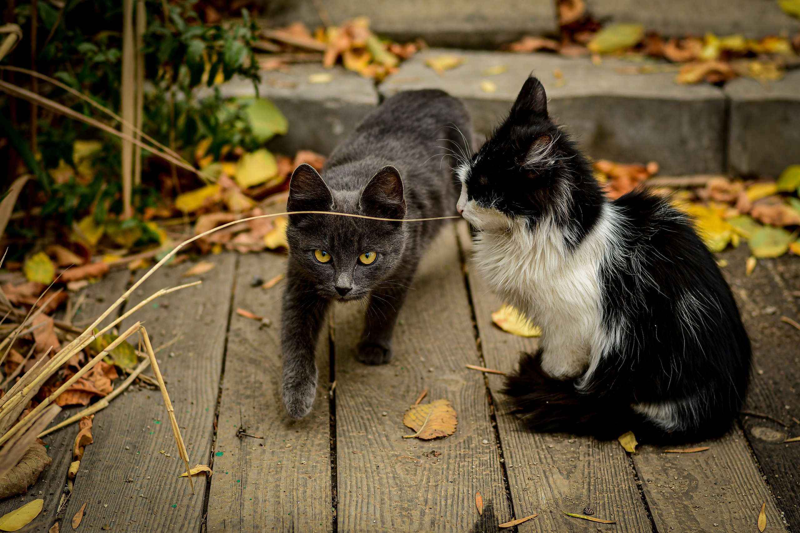 Животные. Семейный и свадебный фотограф в Донецке Донская Анастасия