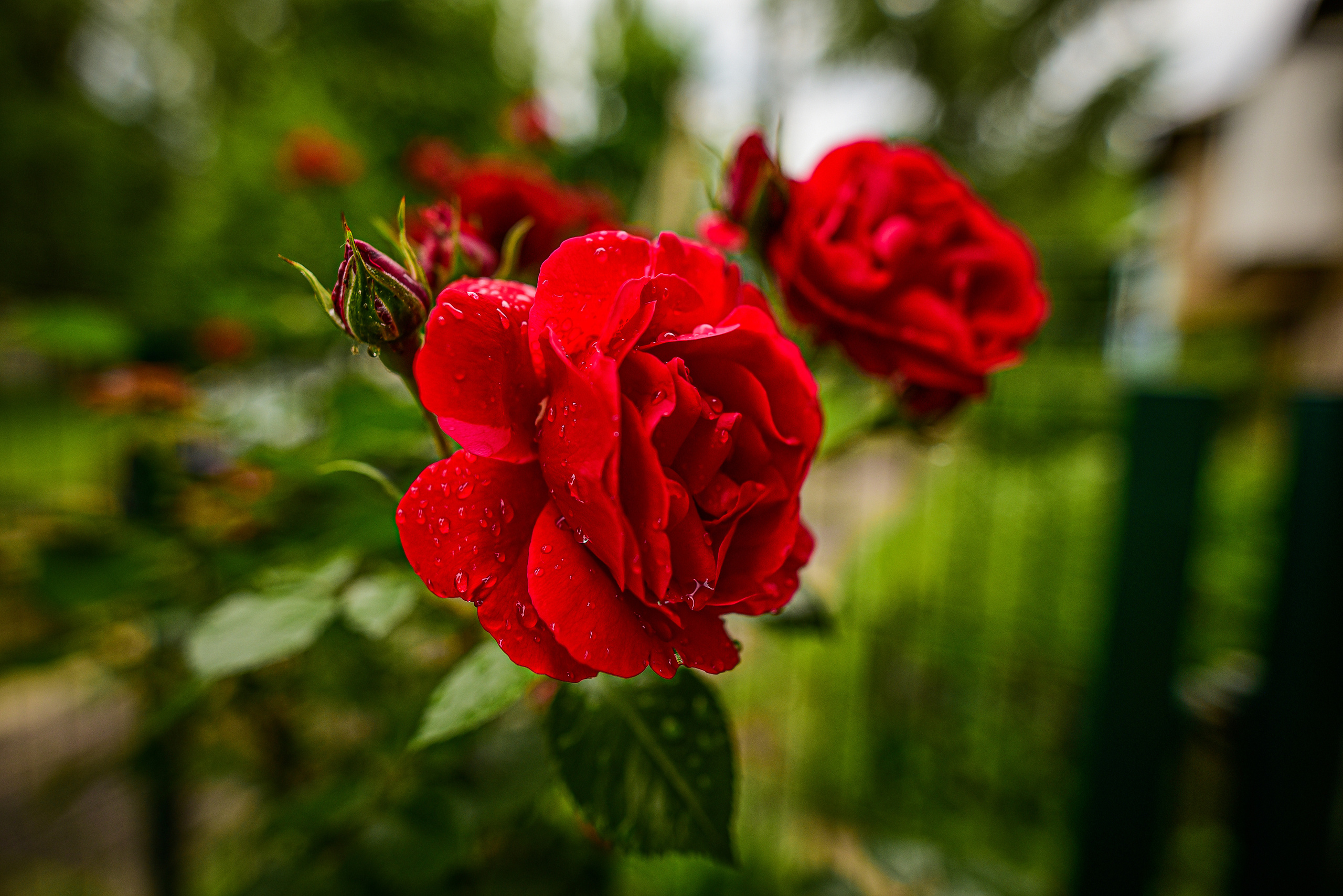 Природа. Семейный и свадебный фотограф в Донецке Донская Анастасия