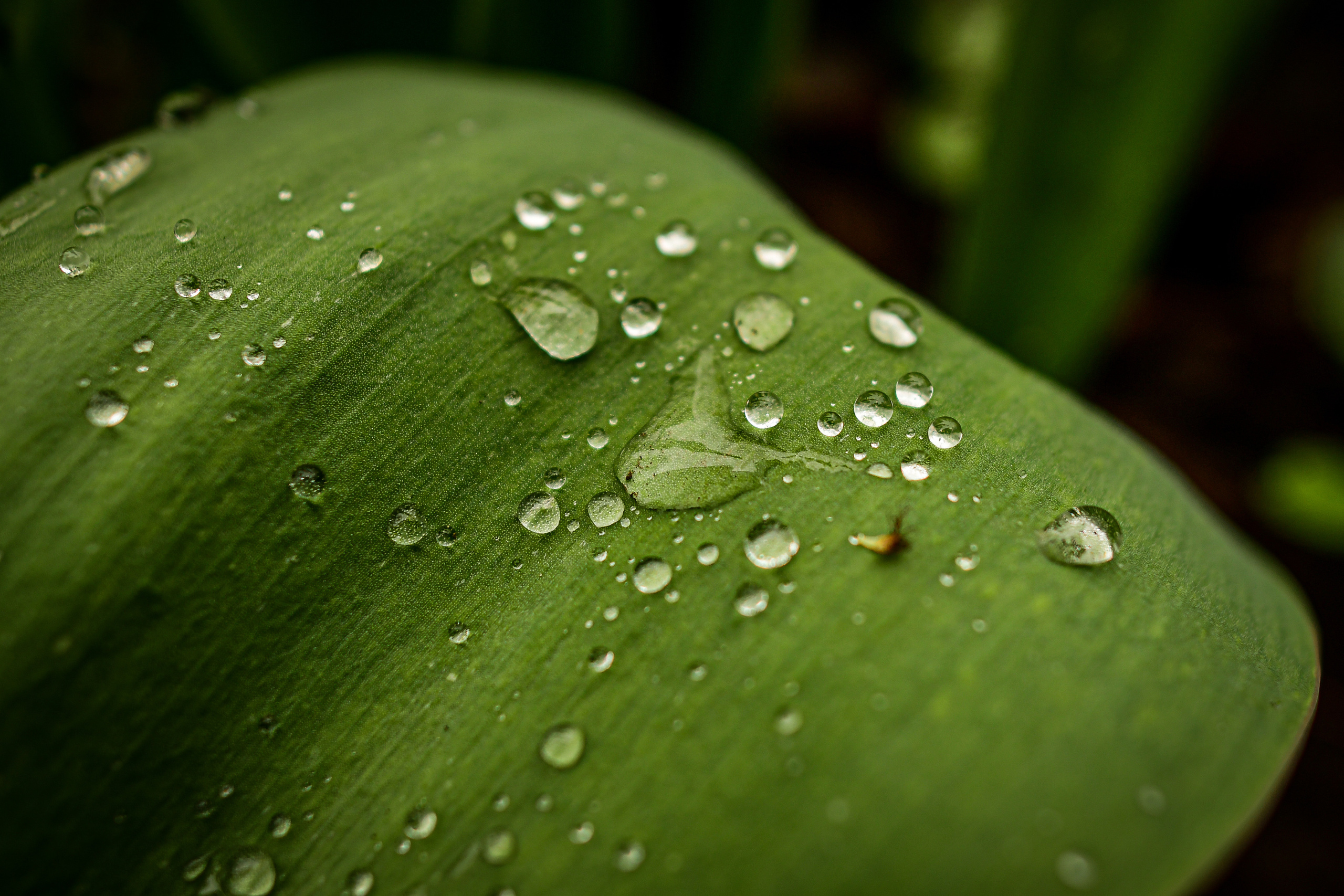 Природа. Семейный и свадебный фотограф в Донецке Донская Анастасия