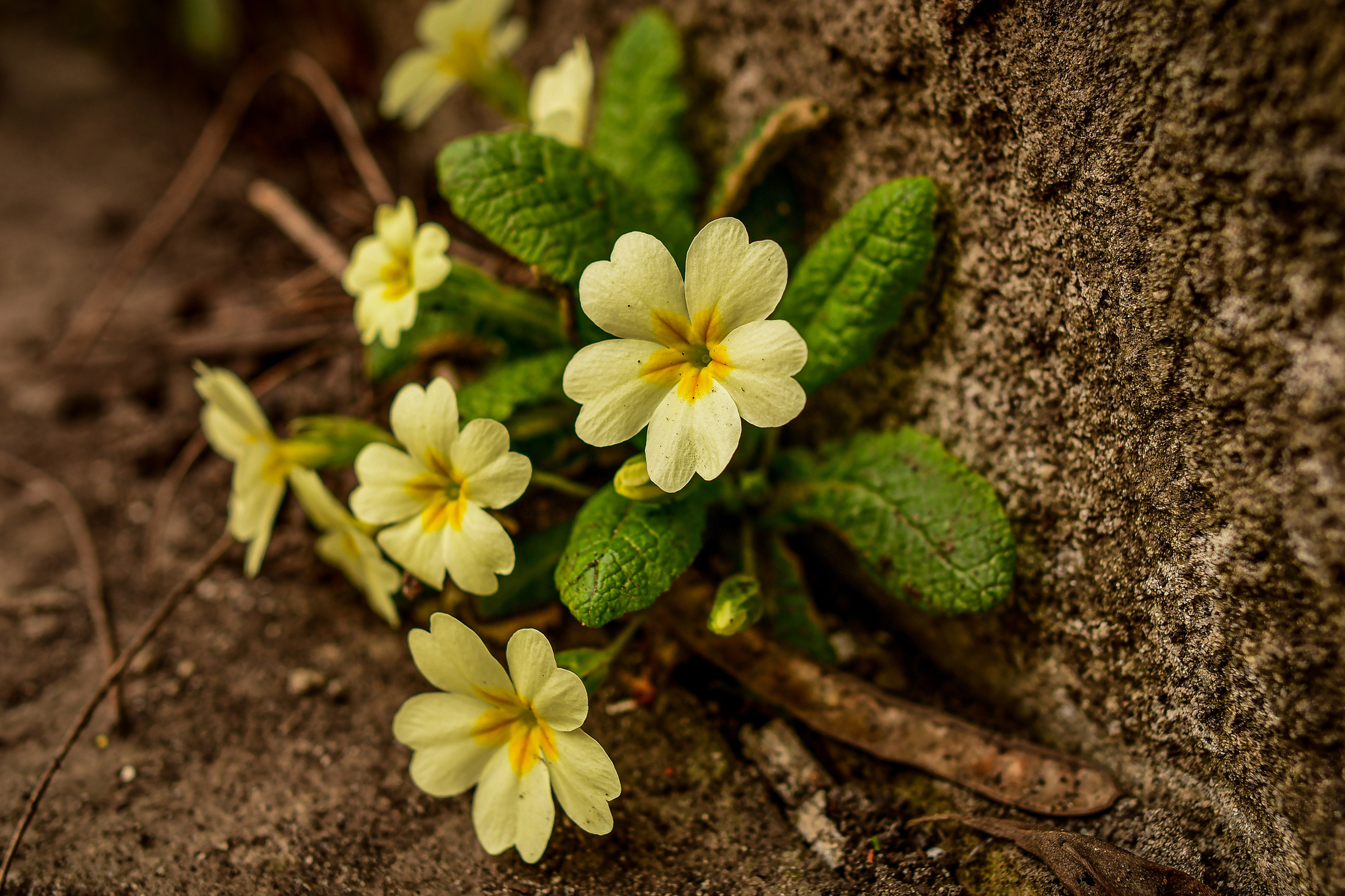 Природа. Семейный и свадебный фотограф в Донецке Донская Анастасия