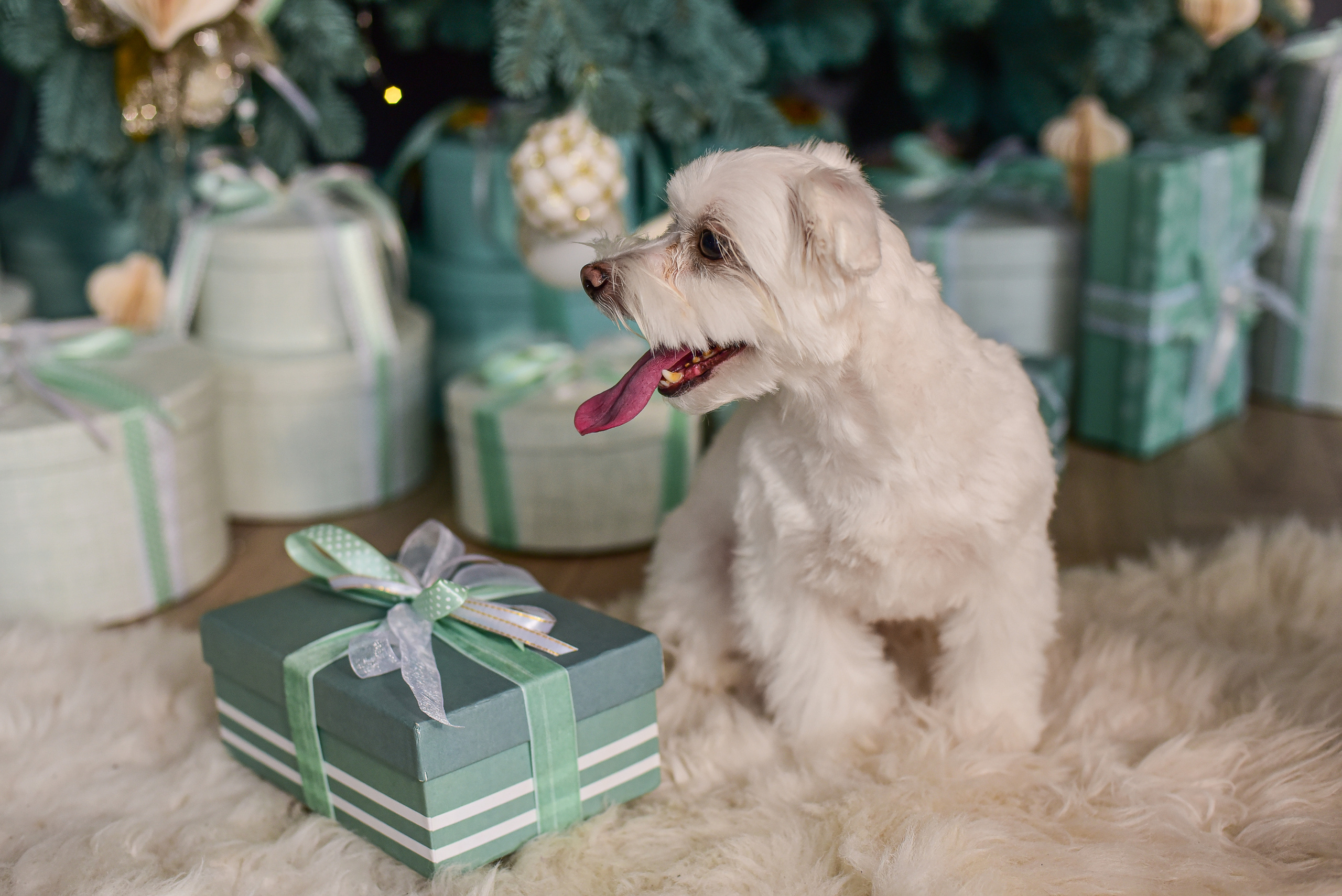 Животные. Семейный и свадебный фотограф в Донецке Донская Анастасия