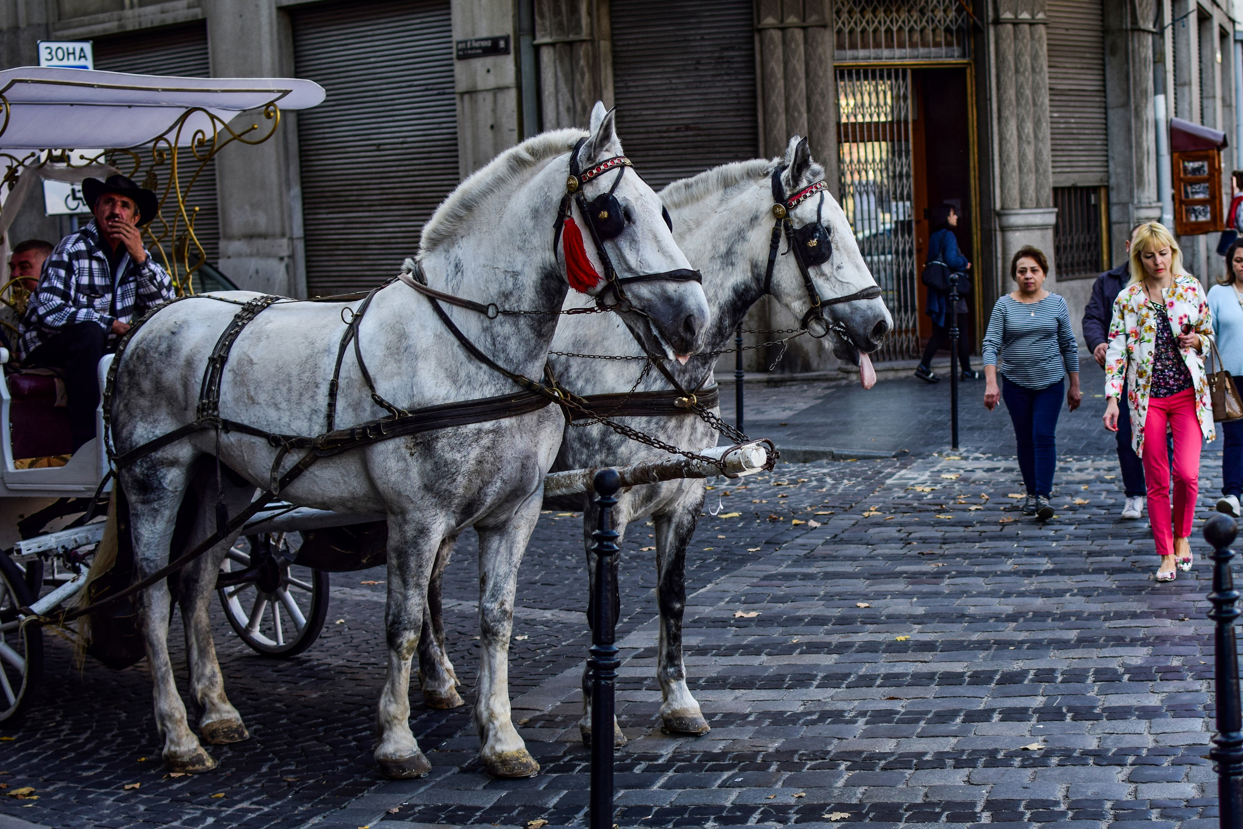 Животные. Семейный и свадебный фотограф в Донецке Донская Анастасия