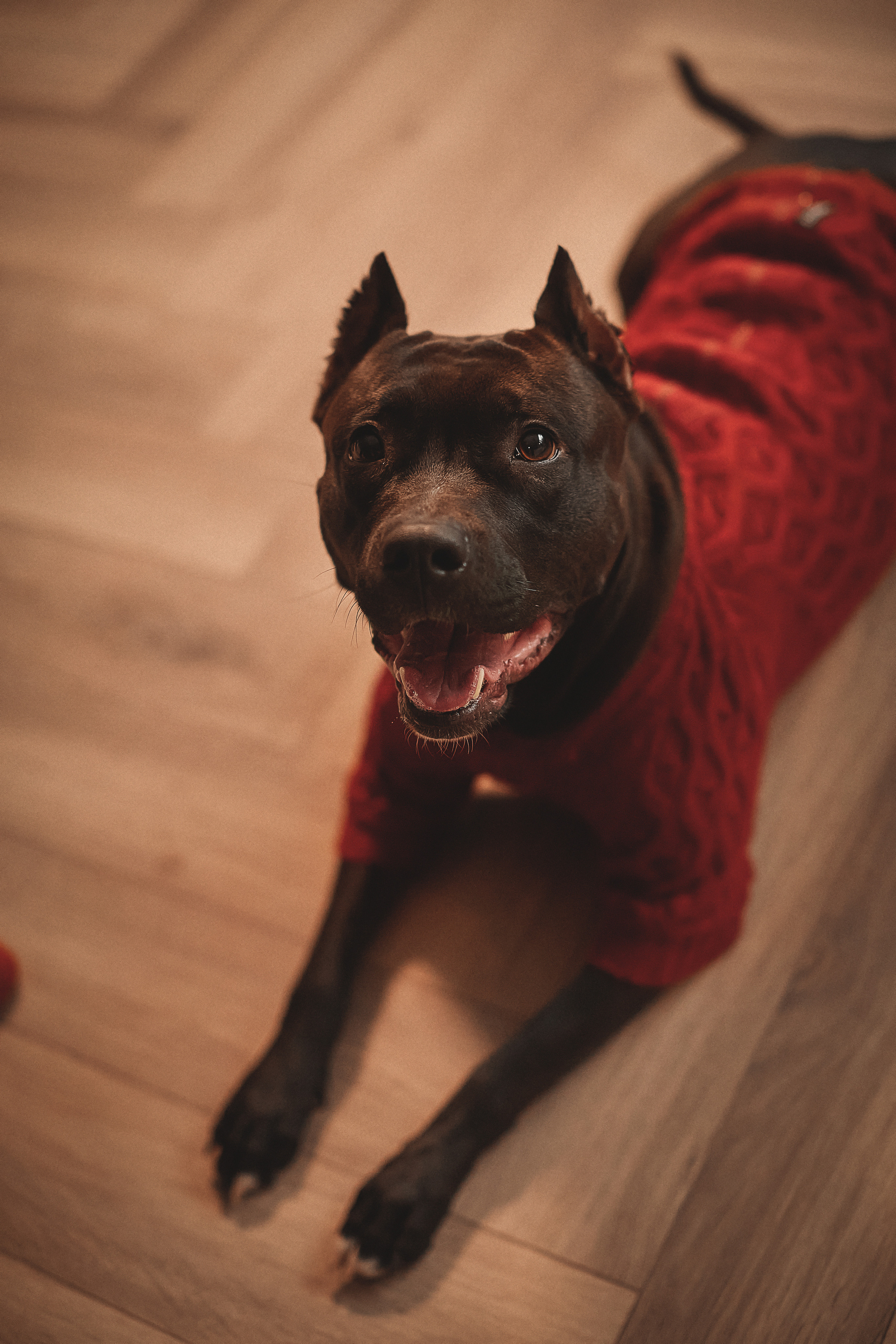 Животные. Семейный и свадебный фотограф в Донецке Донская Анастасия