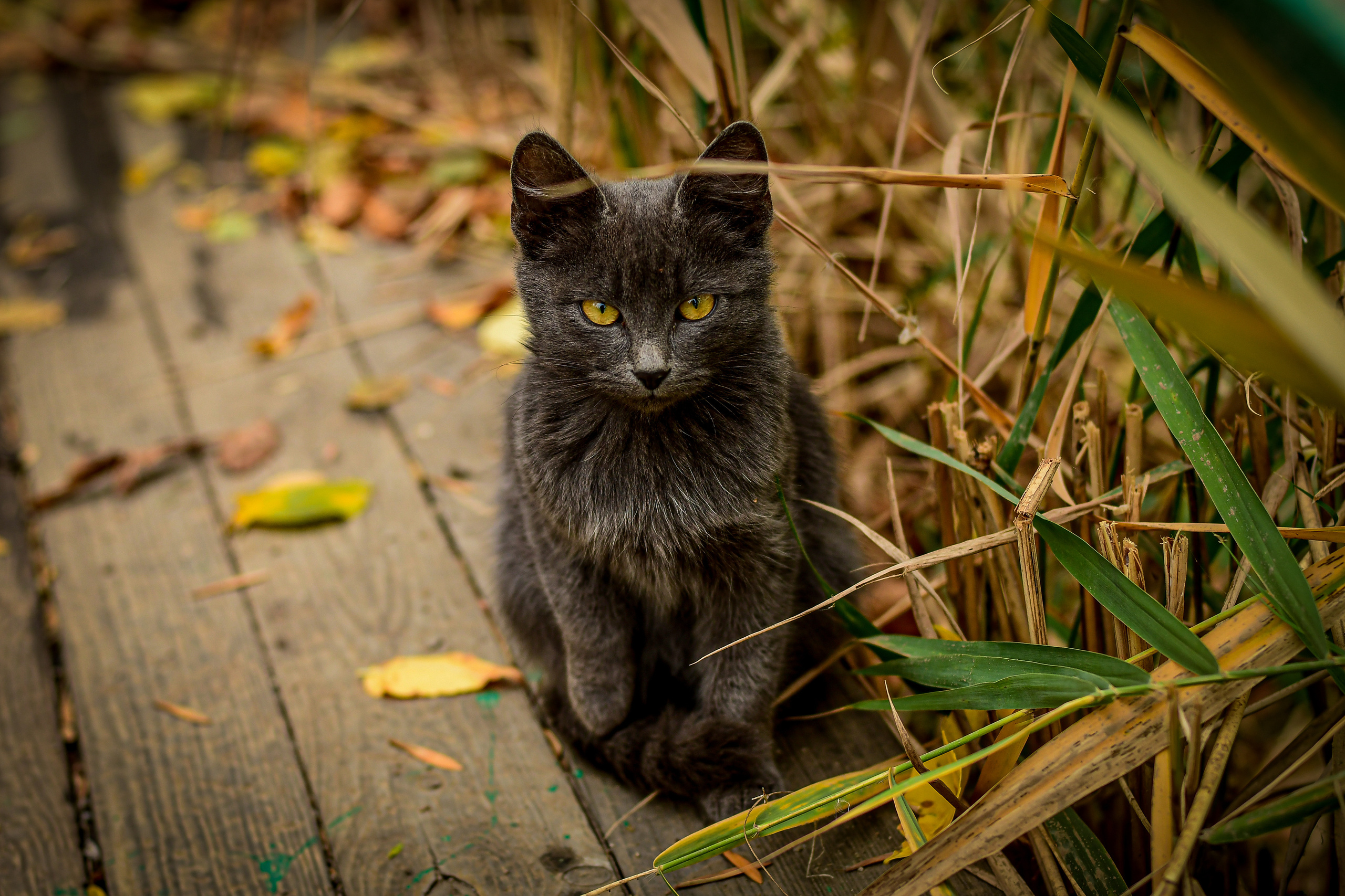 Животные. Семейный и свадебный фотограф в Донецке Донская Анастасия
