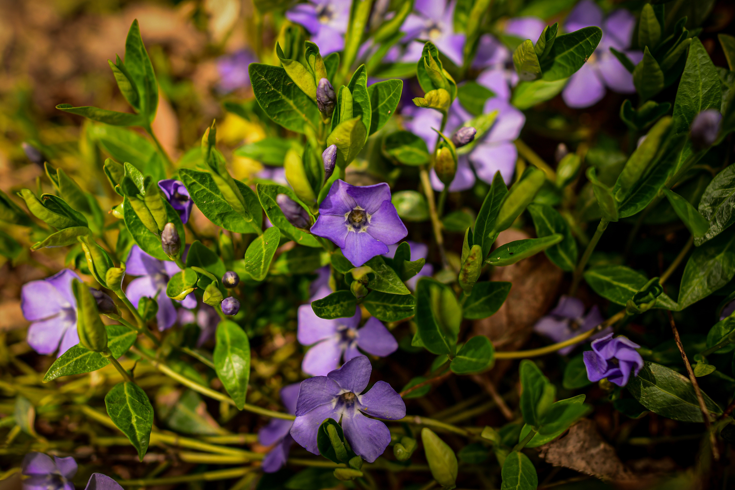 Природа. Семейный и свадебный фотограф в Донецке Донская Анастасия