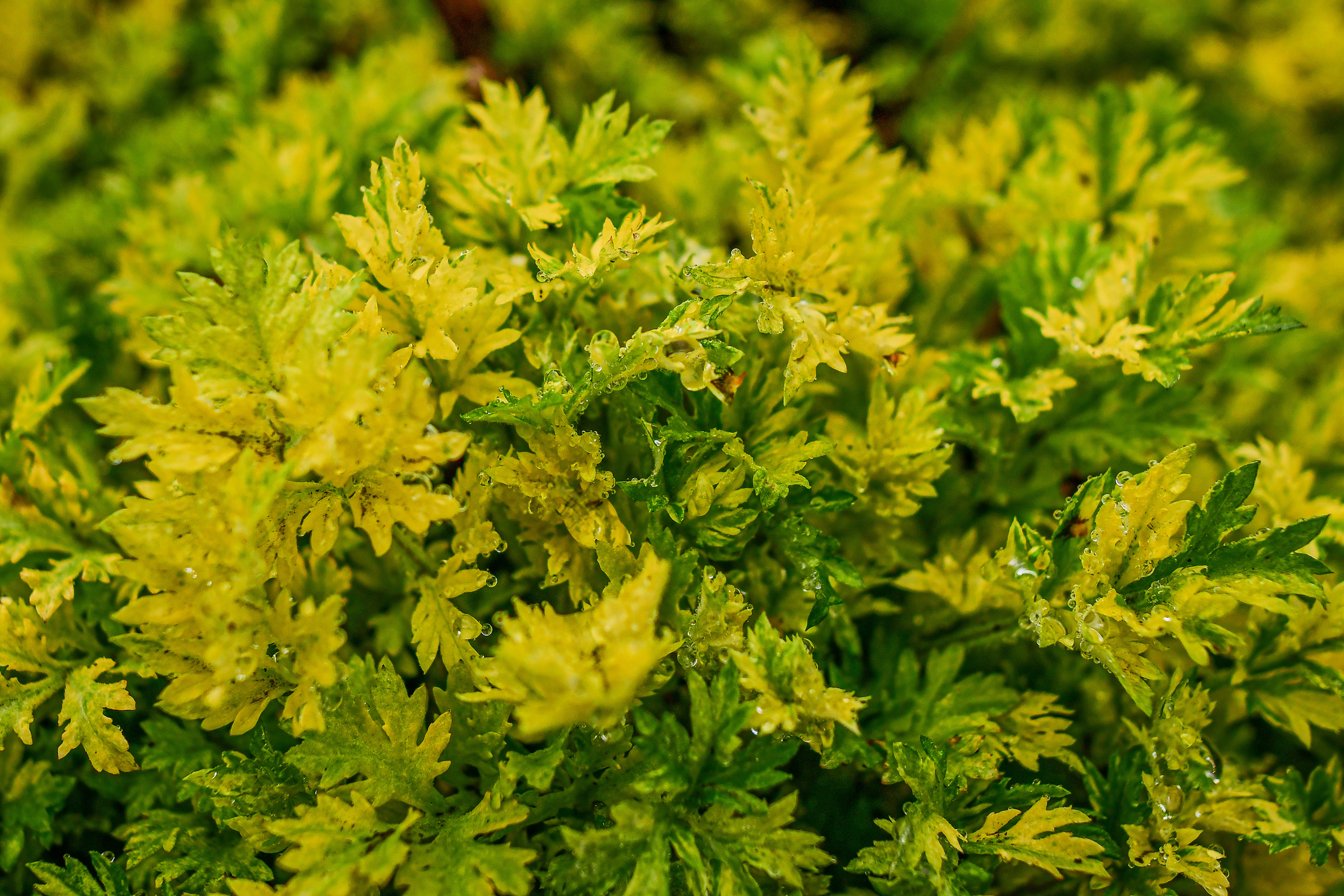 Природа. Семейный и свадебный фотограф в Донецке Донская Анастасия