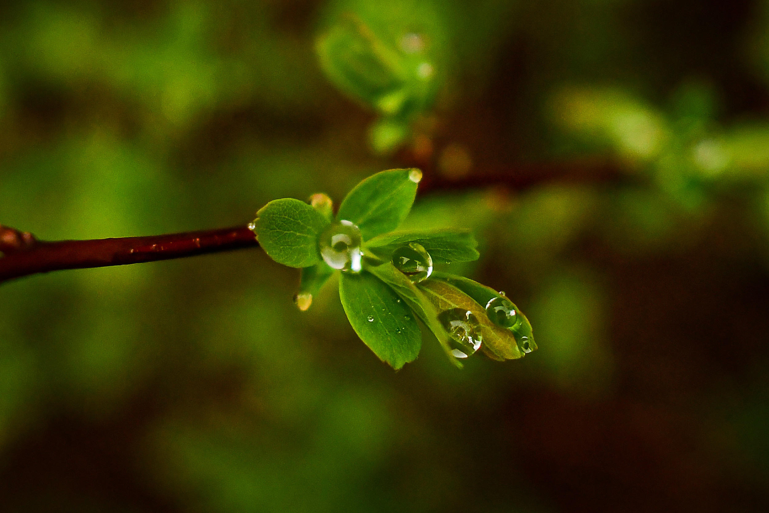 Природа. Семейный и свадебный фотограф в Донецке Донская Анастасия