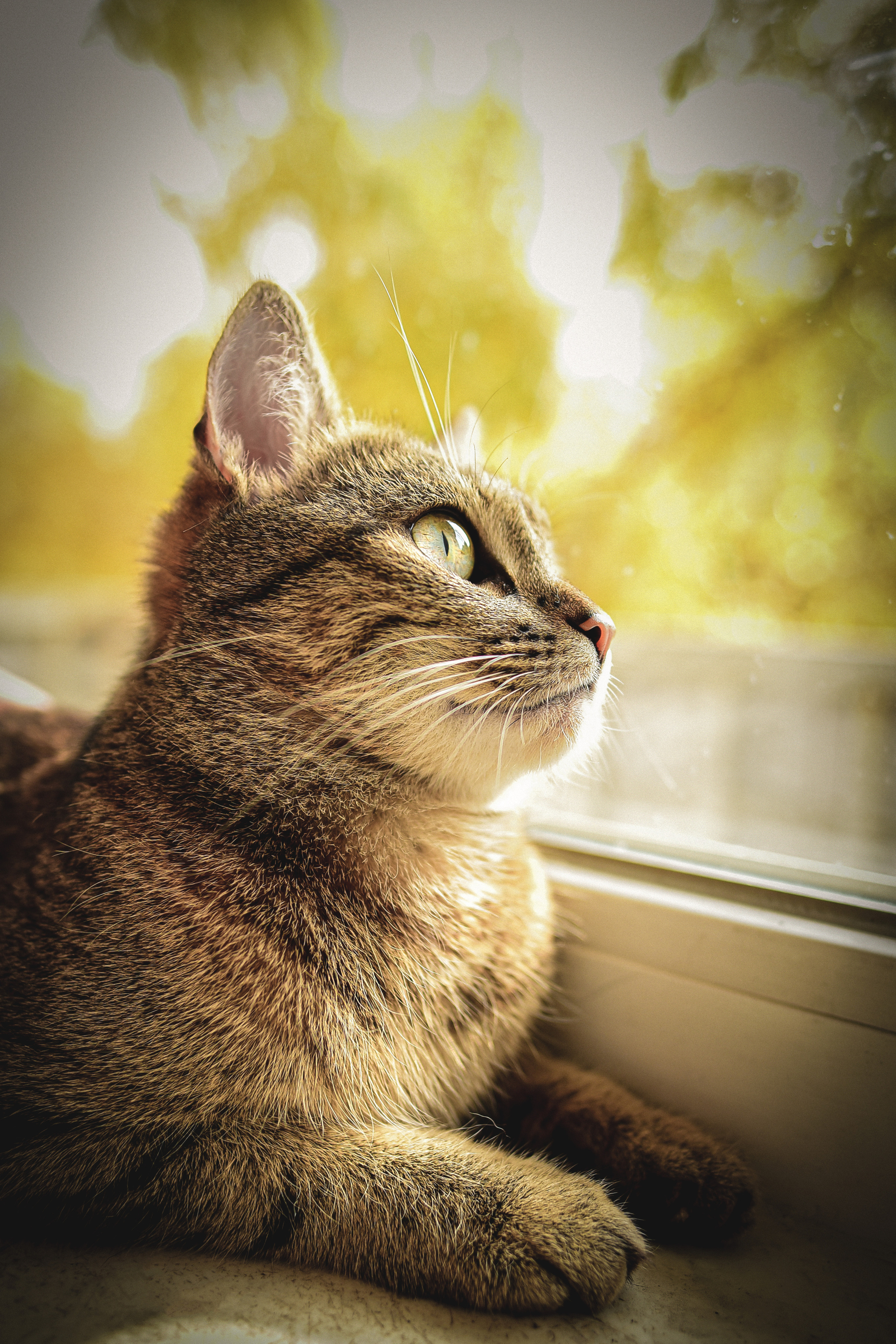 Животные. Семейный и свадебный фотограф в Донецке Донская Анастасия