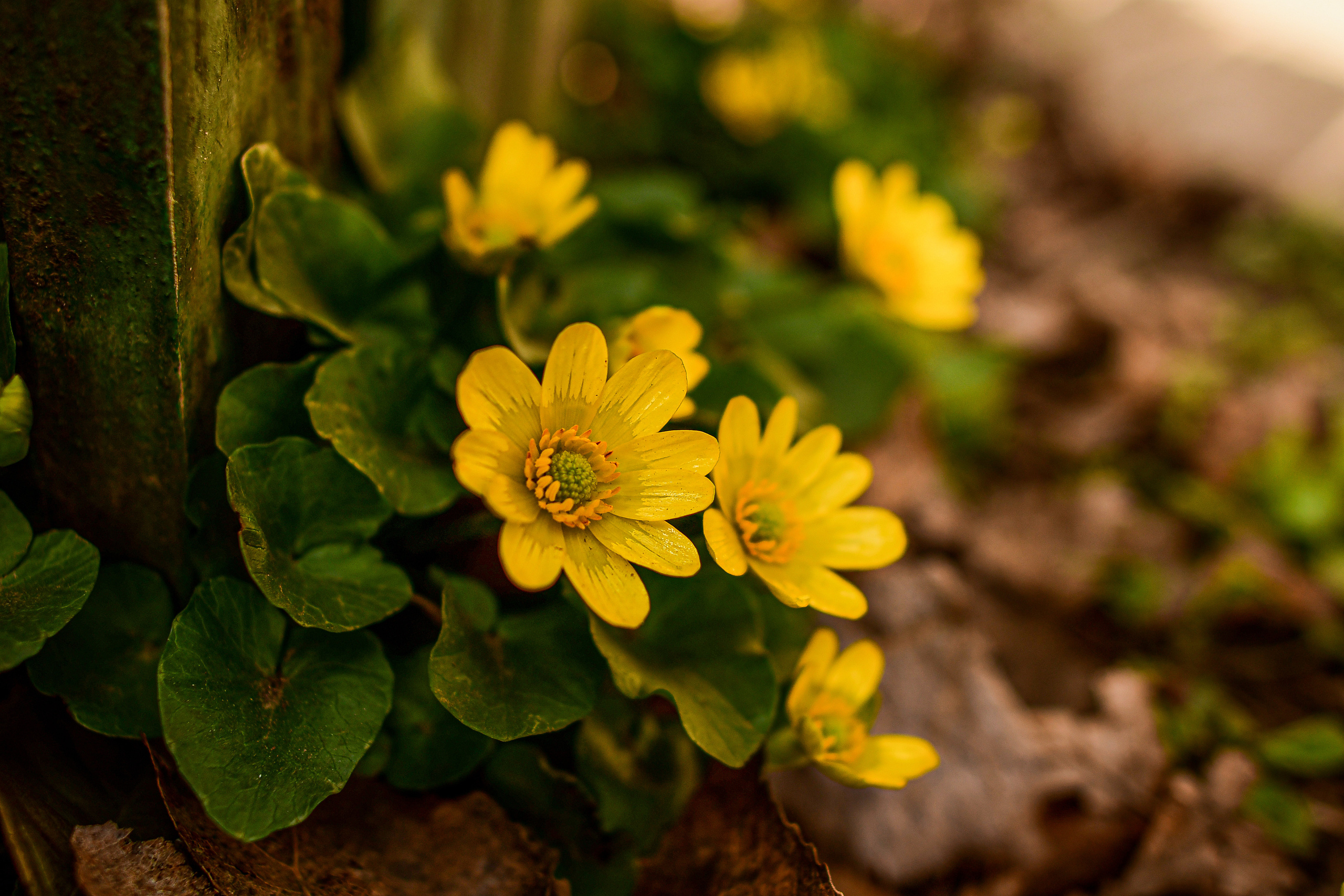 Природа. Семейный и свадебный фотограф в Донецке Донская Анастасия