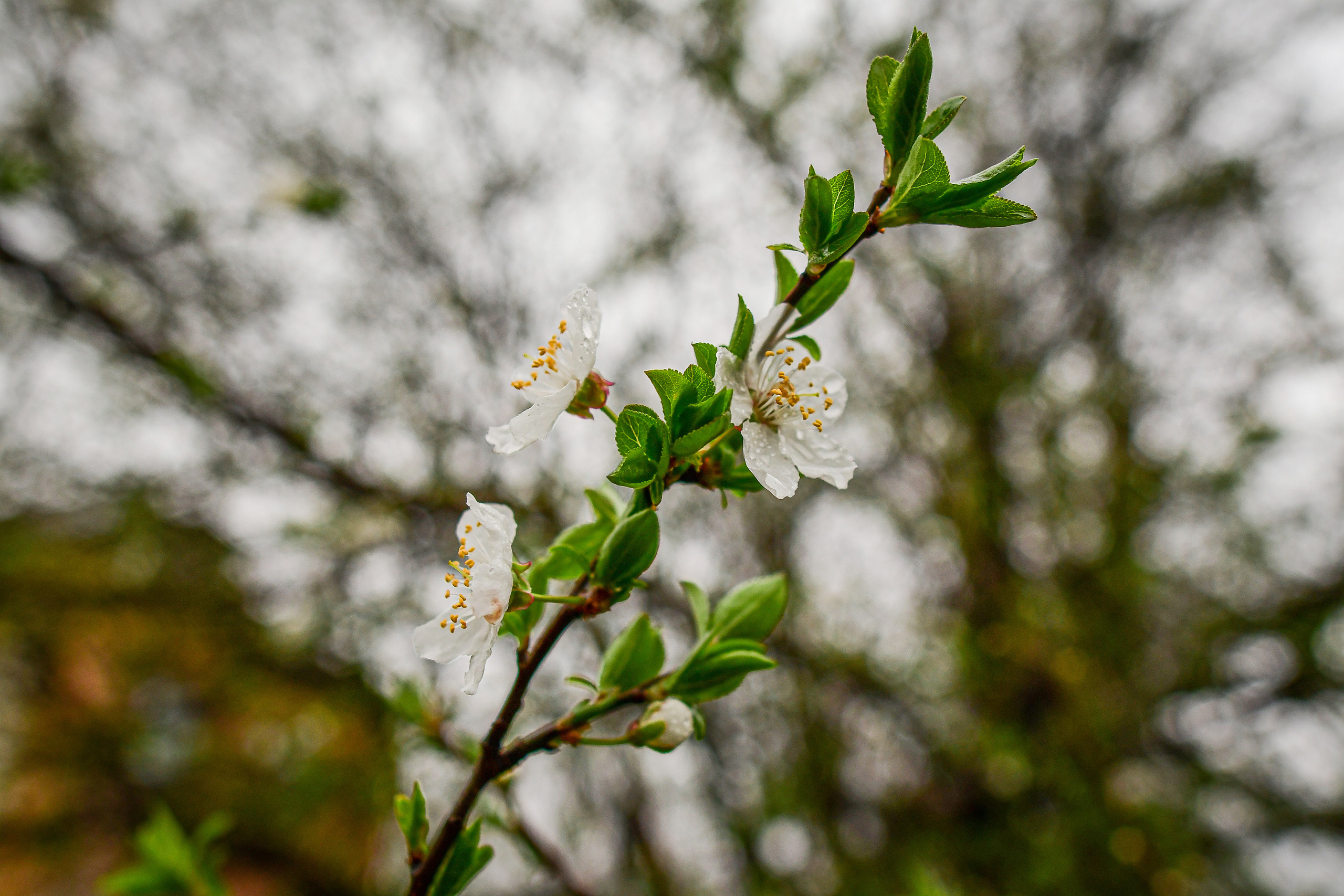 Природа. Семейный и свадебный фотограф в Донецке Донская Анастасия