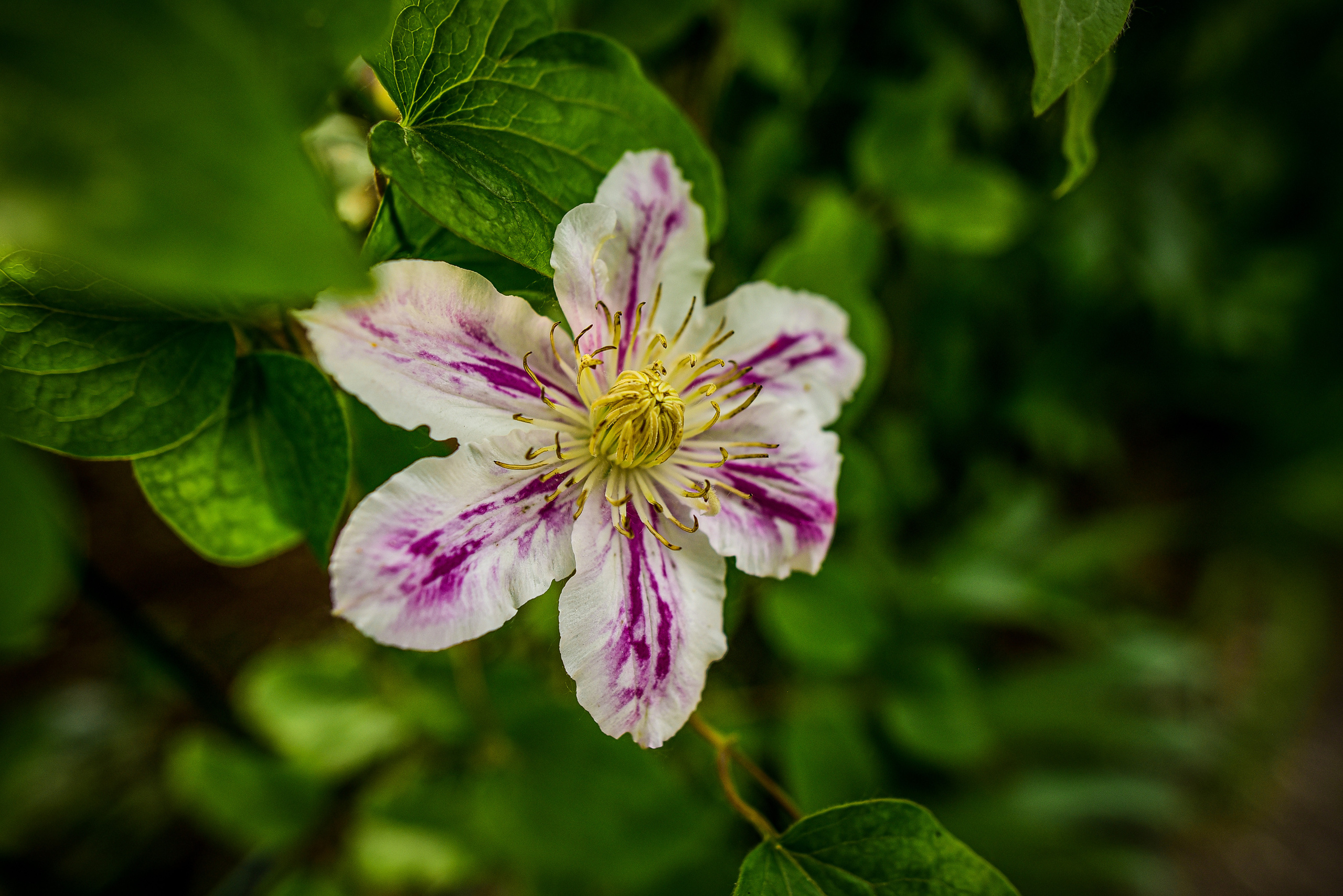 Природа. Семейный и свадебный фотограф в Донецке Донская Анастасия