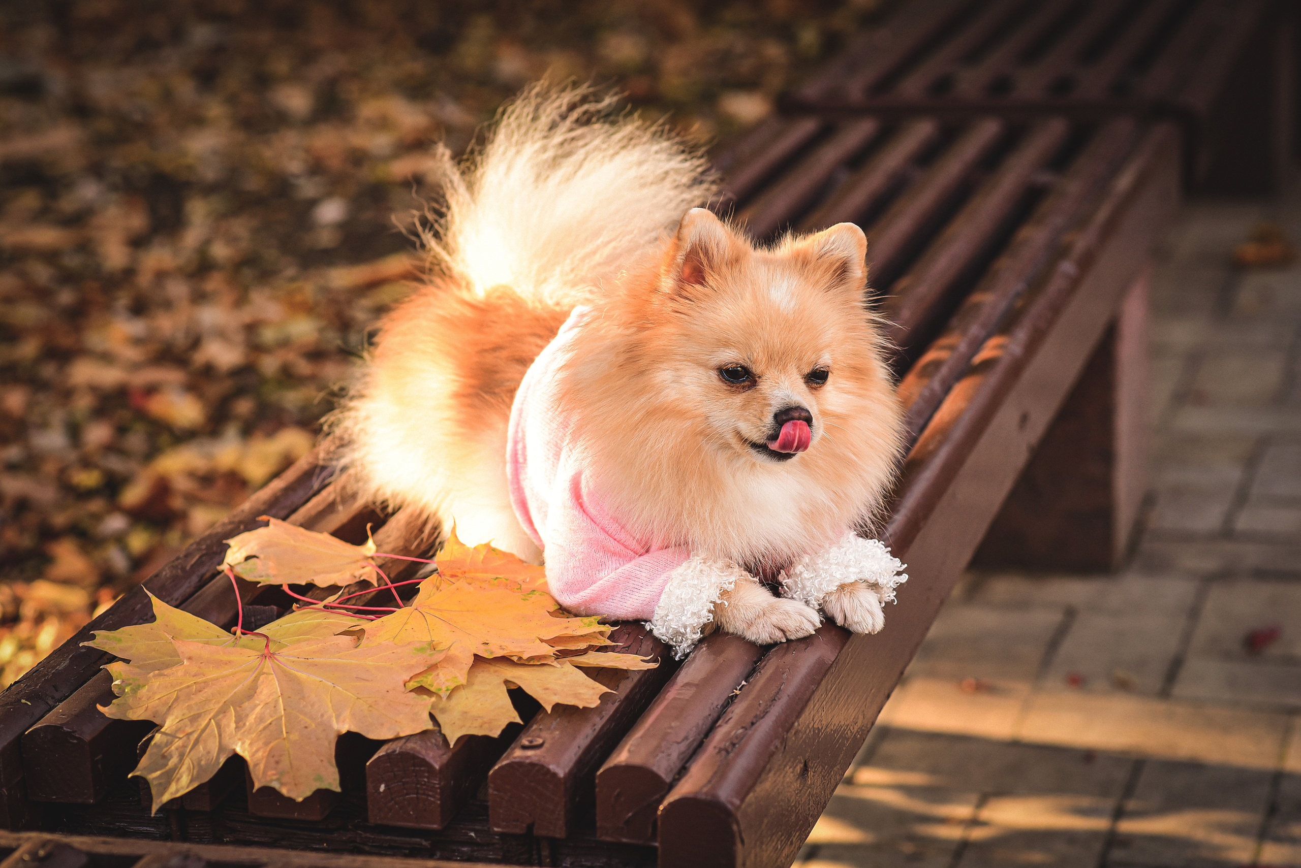 Животные. Семейный и свадебный фотограф в Донецке Донская Анастасия