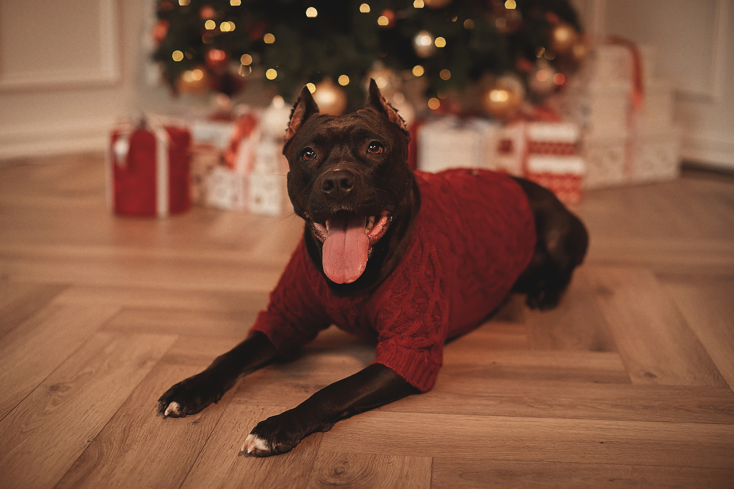 Животные. Семейный и свадебный фотограф в Донецке Донская Анастасия