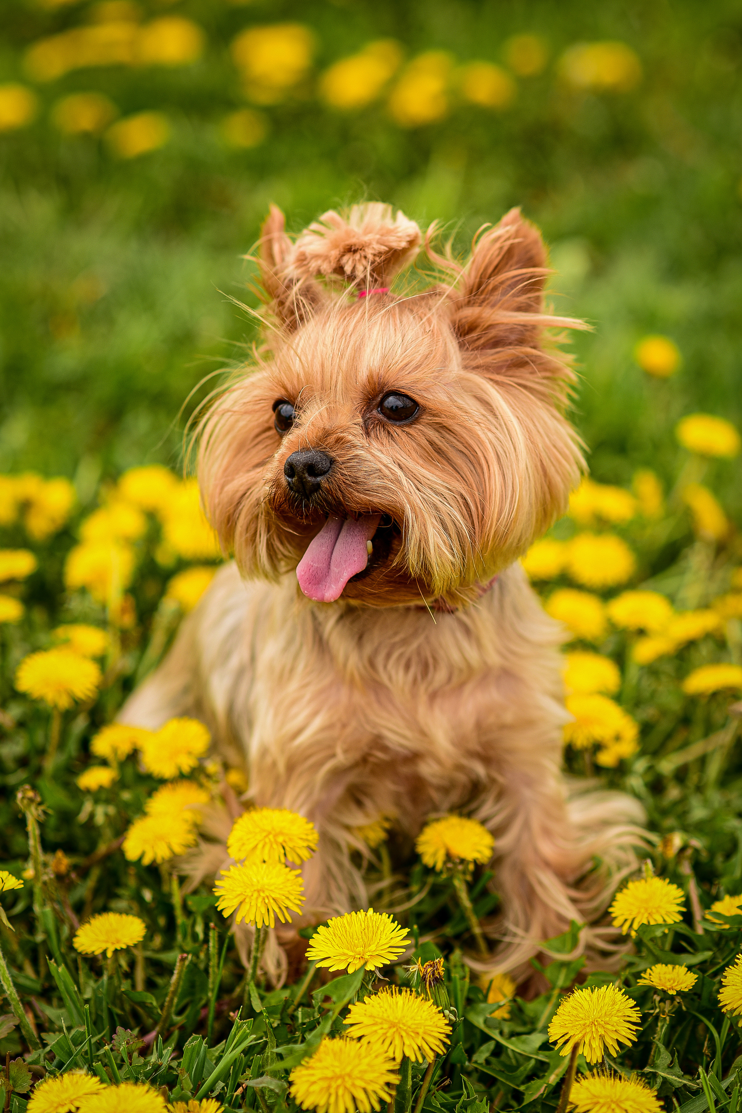 Животные. Семейный и свадебный фотограф в Донецке Донская Анастасия