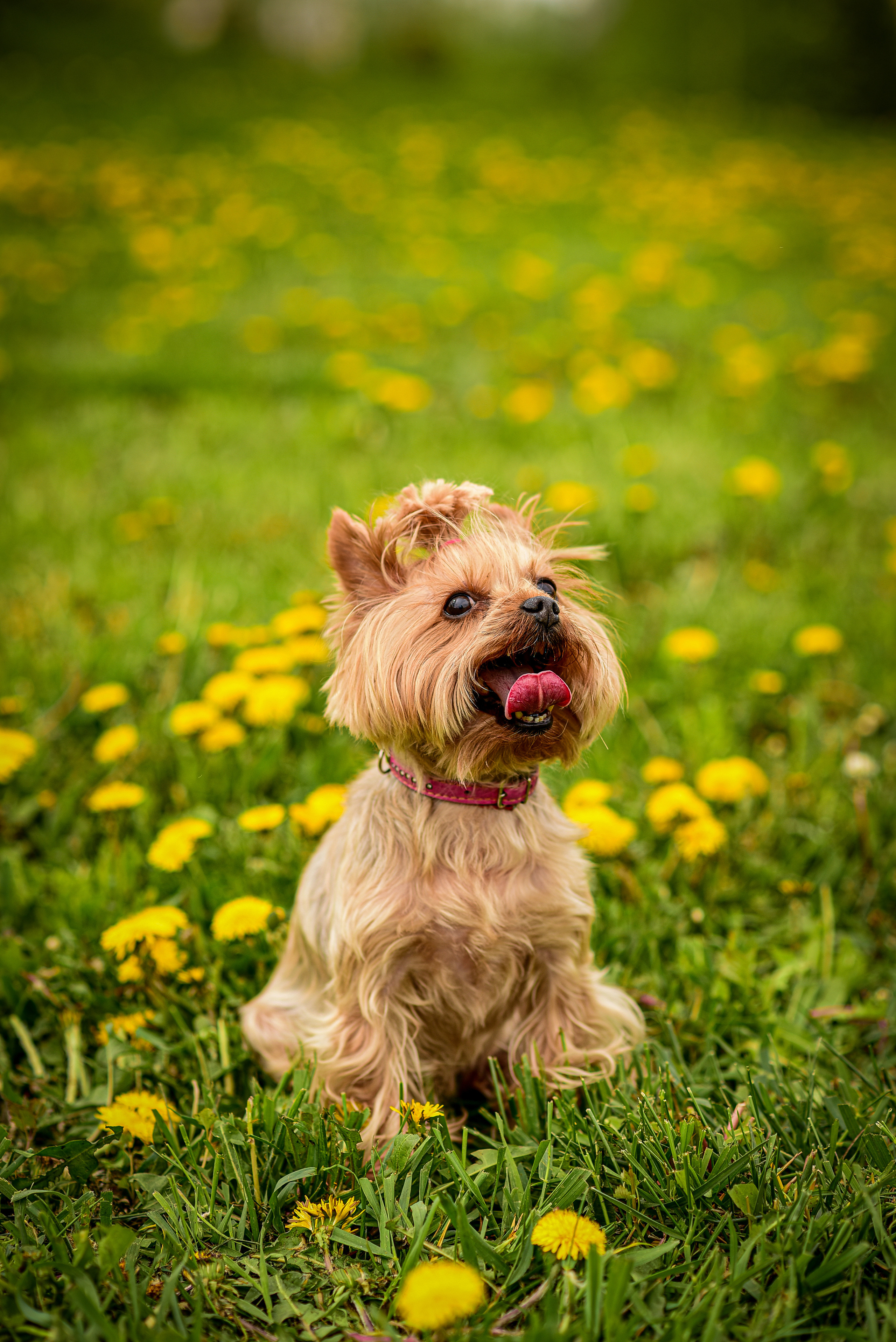 Животные. Семейный и свадебный фотограф в Донецке Донская Анастасия