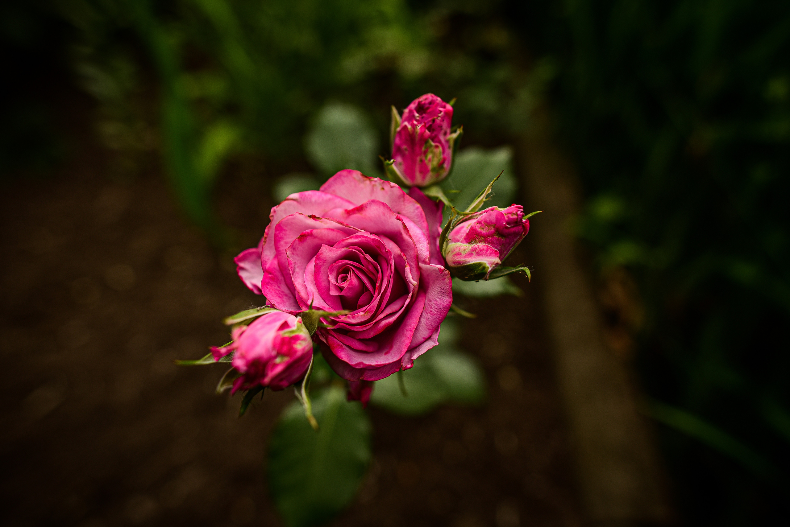 Природа. Семейный и свадебный фотограф в Донецке Донская Анастасия