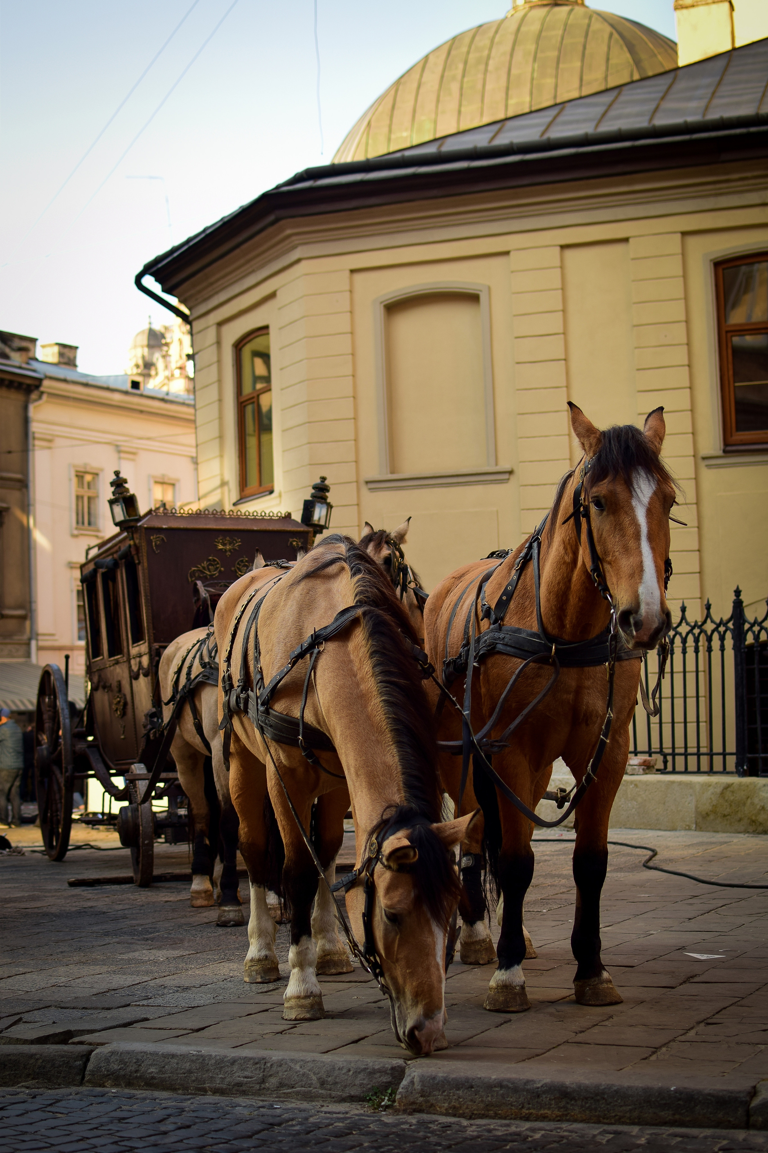 Животные. Семейный и свадебный фотограф в Донецке Донская Анастасия