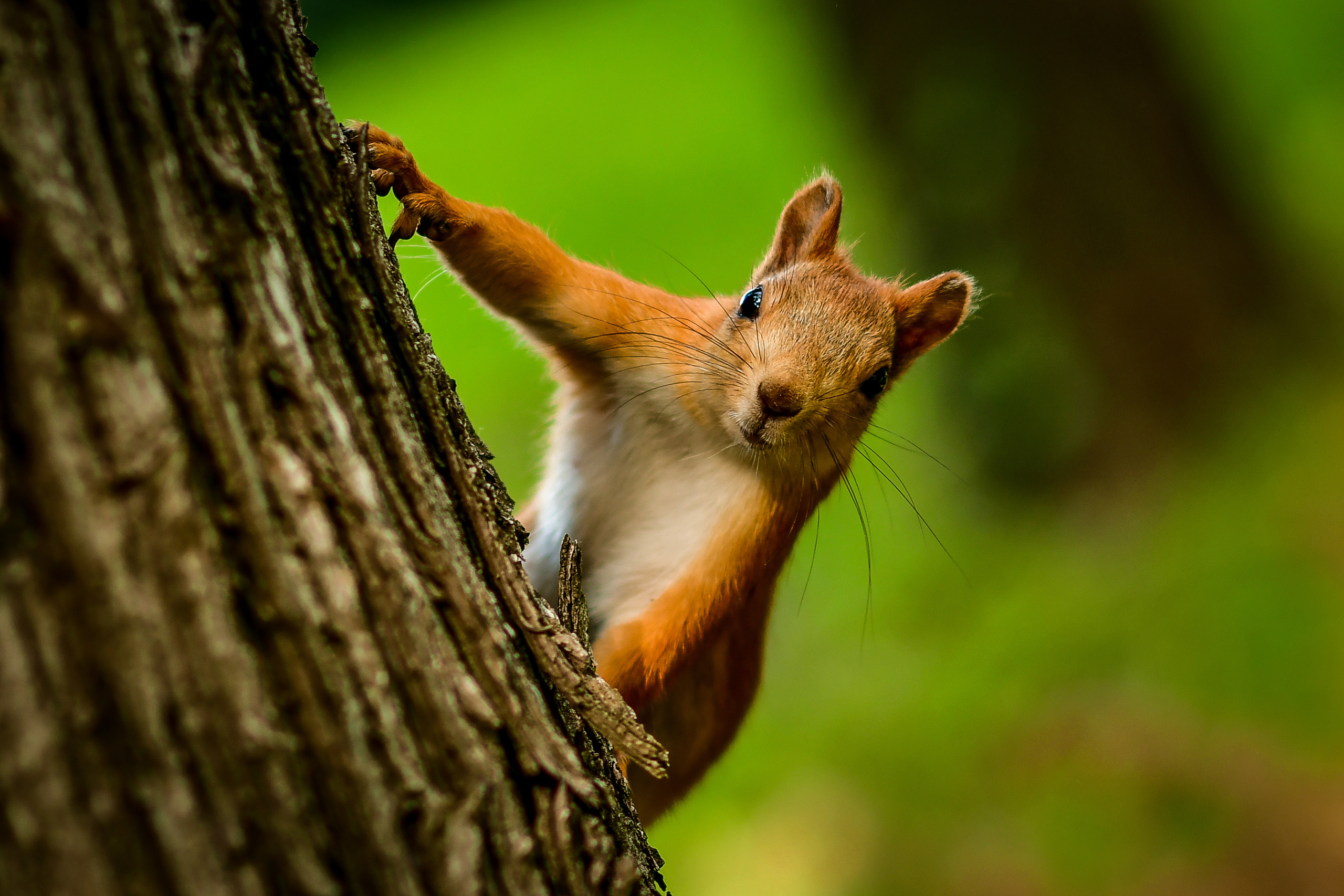 Животные. Семейный и свадебный фотограф в Донецке Донская Анастасия