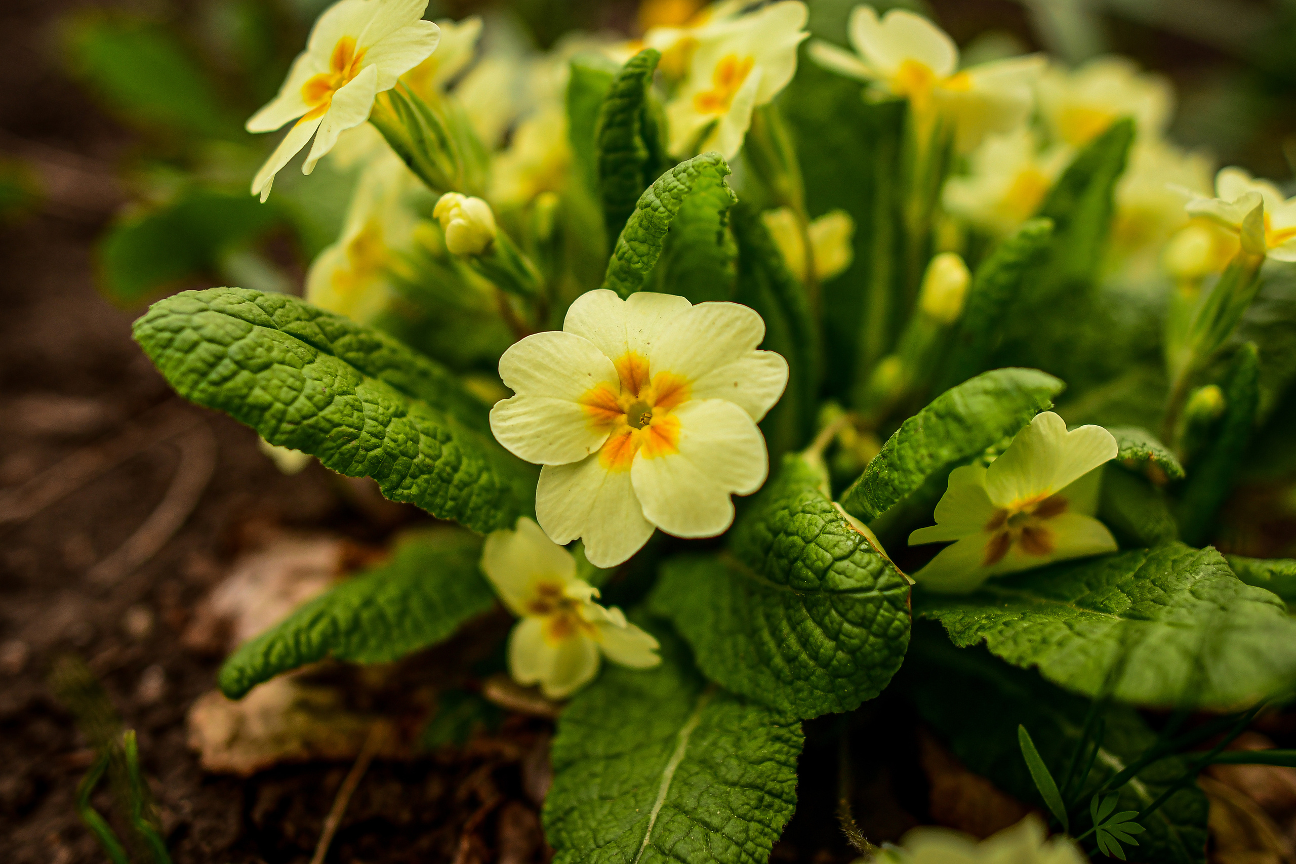 Природа. Семейный и свадебный фотограф в Донецке Донская Анастасия
